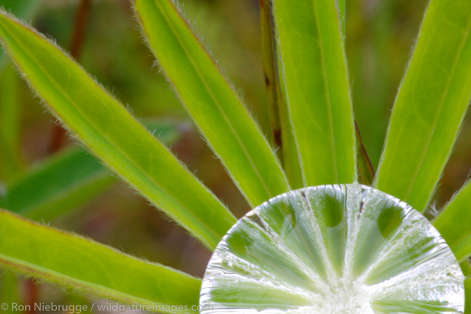 Lupine Drip Rain drop on the leaves of a Nootka Lupine, Seward, Alaska.