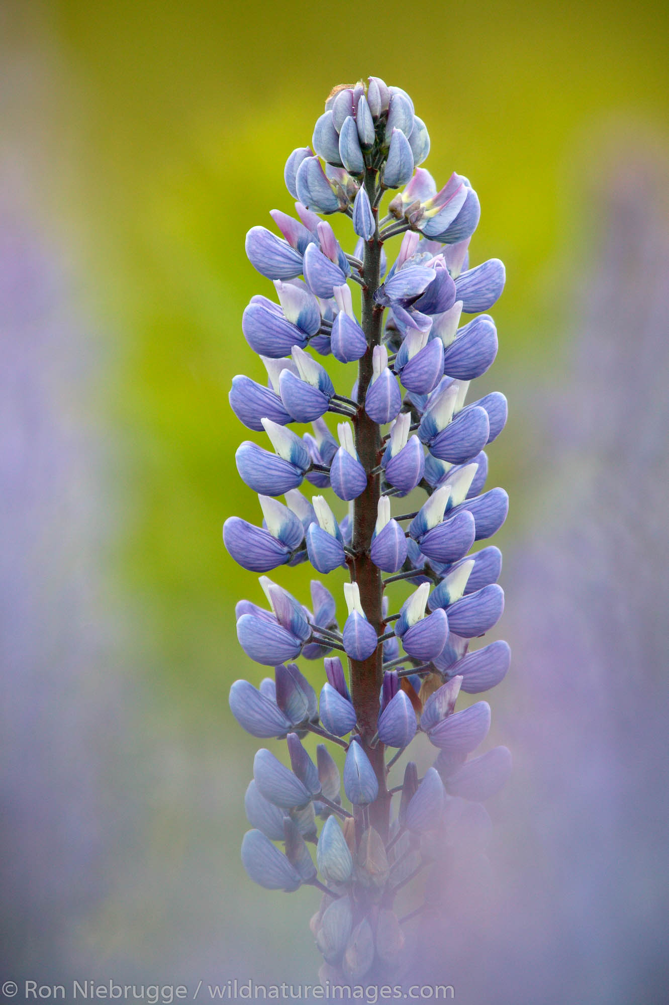 Lupine, Seward, Alaska. Nootka Lupine, Seward, Alaska.