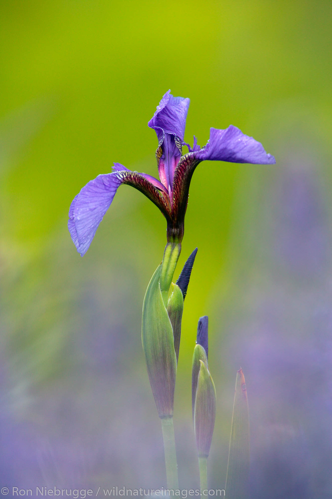 A wild Iris (Iris setosa), Seward, Alaska.