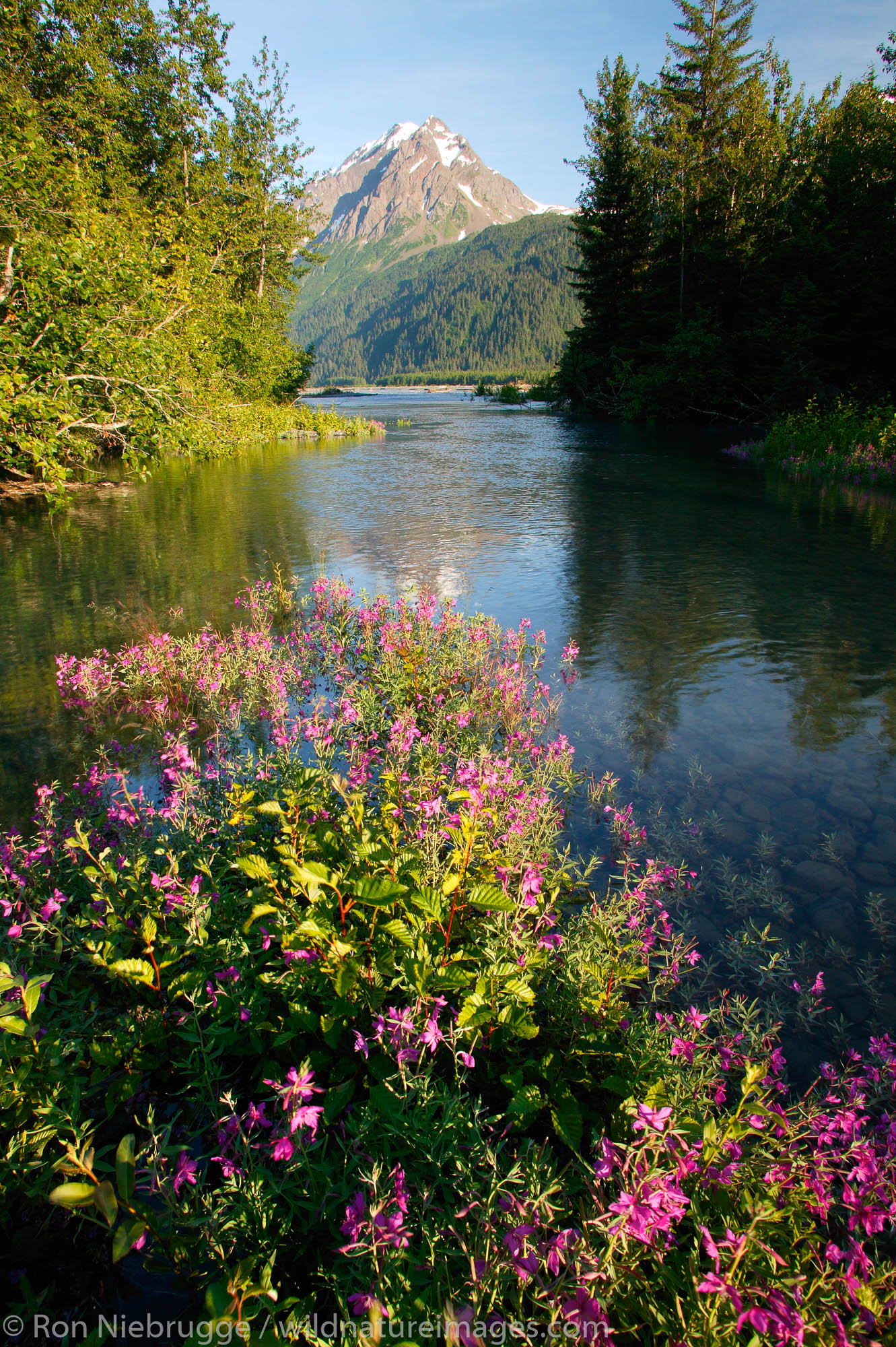 Mount Benson the Resurrection River and fireweed at the boundry between Chugach National Forest and Kenai Fjords National Park...