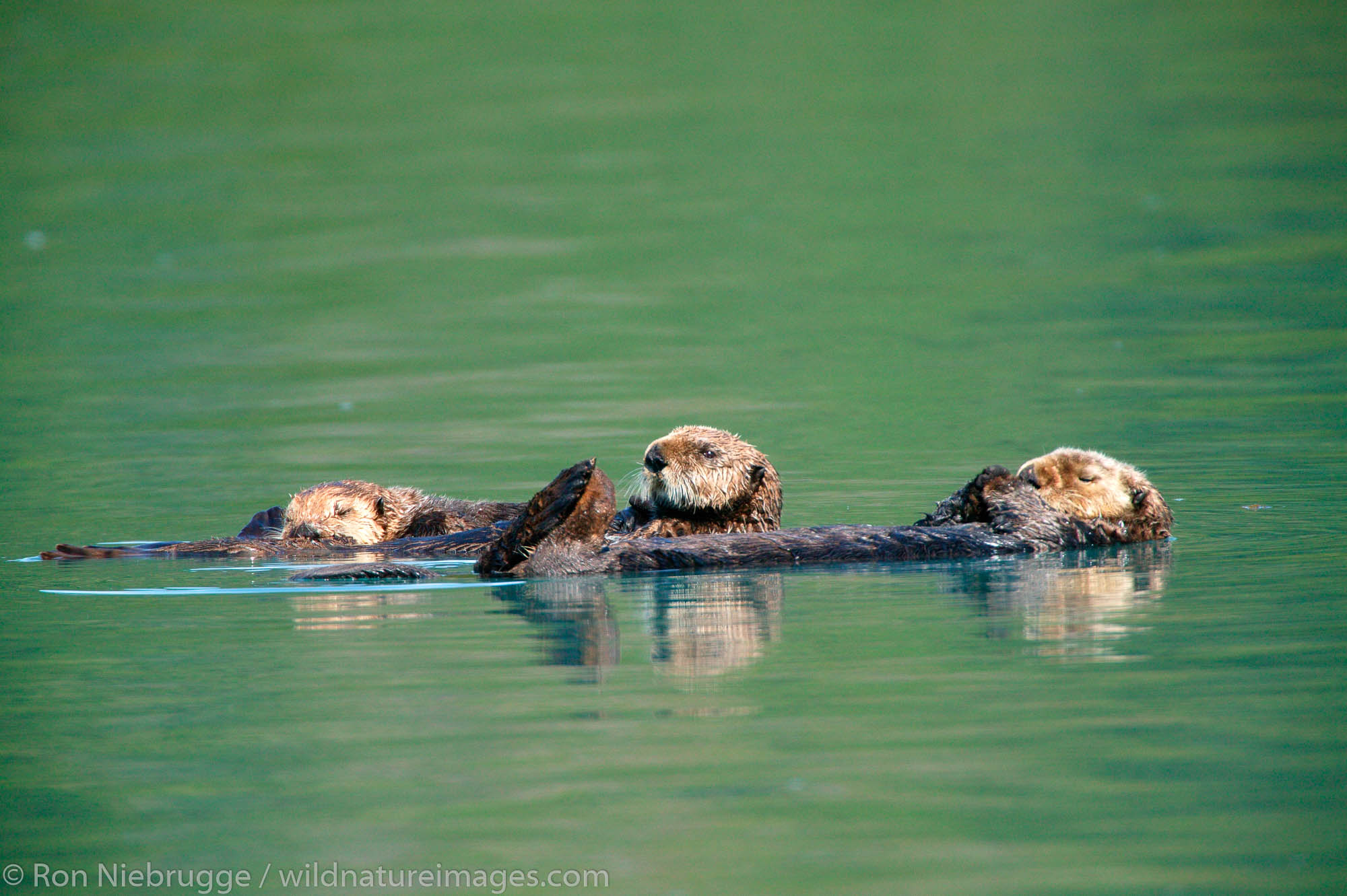 Sea Otter family with young, Pedersen Lagoon, Aialik Bay, Kenai Fjords National Park, Alaska.