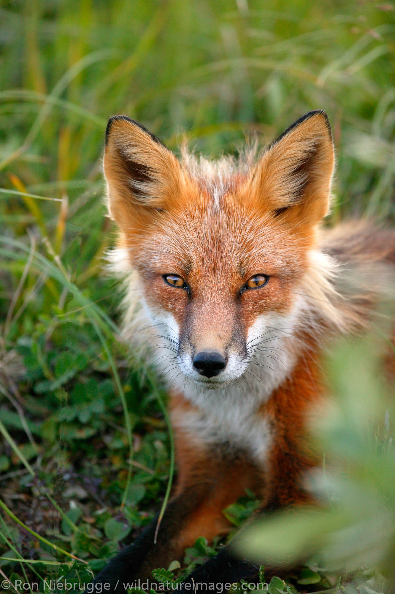 Red Fox, Denali National Park, Alaska.