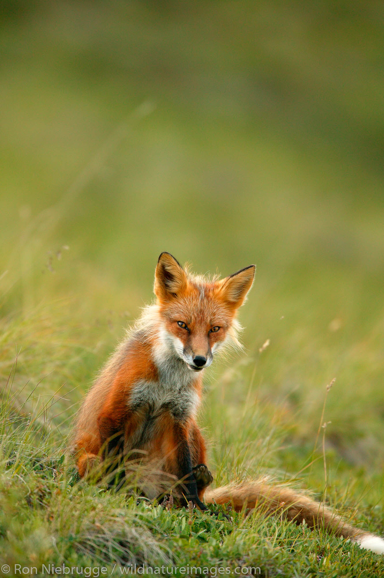 Red Fox, Denali National Park, Alaska.