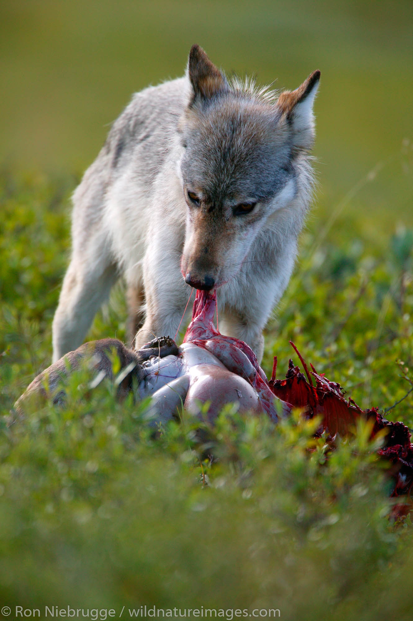 A wild wolf feeds on a young caribou carcass in Denali National Park, Alaska.