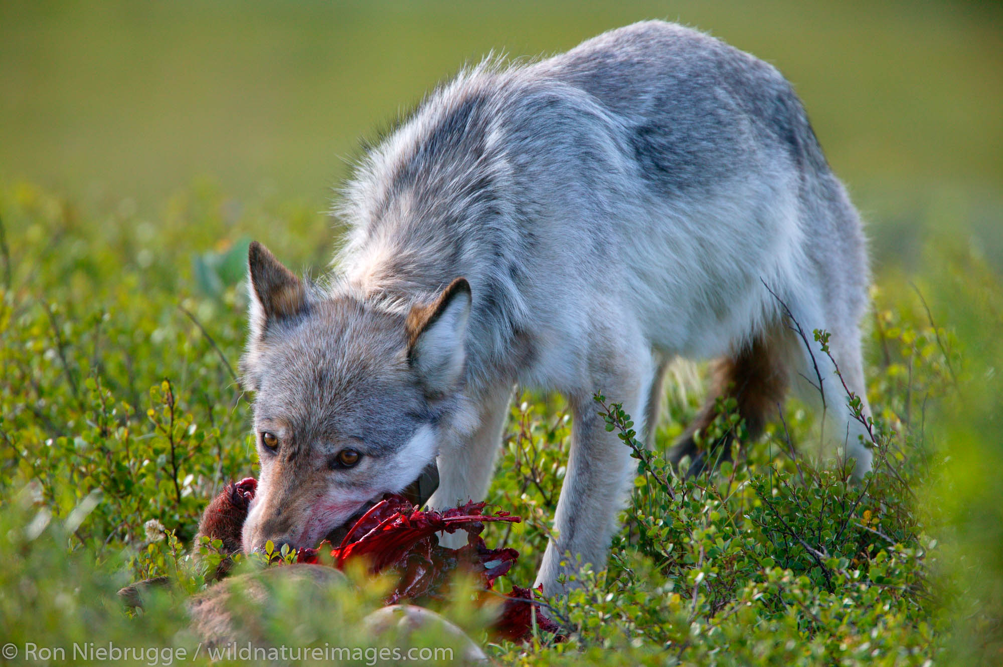 A wild wolf feeds on a young caribou carcass in Denali National Park, Alaska.