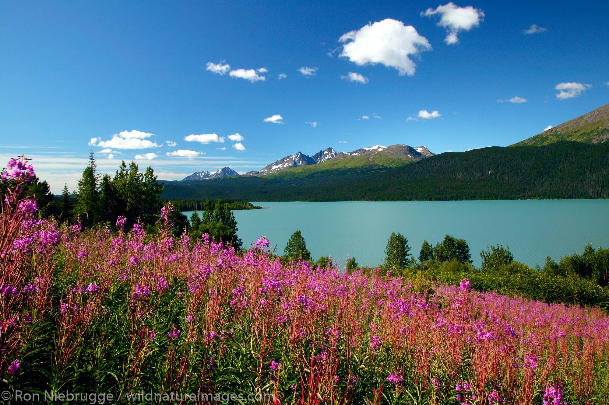 Fireweed along Kenai Lake, Chugach National Forest, Kenai Peninsula, Alaska.