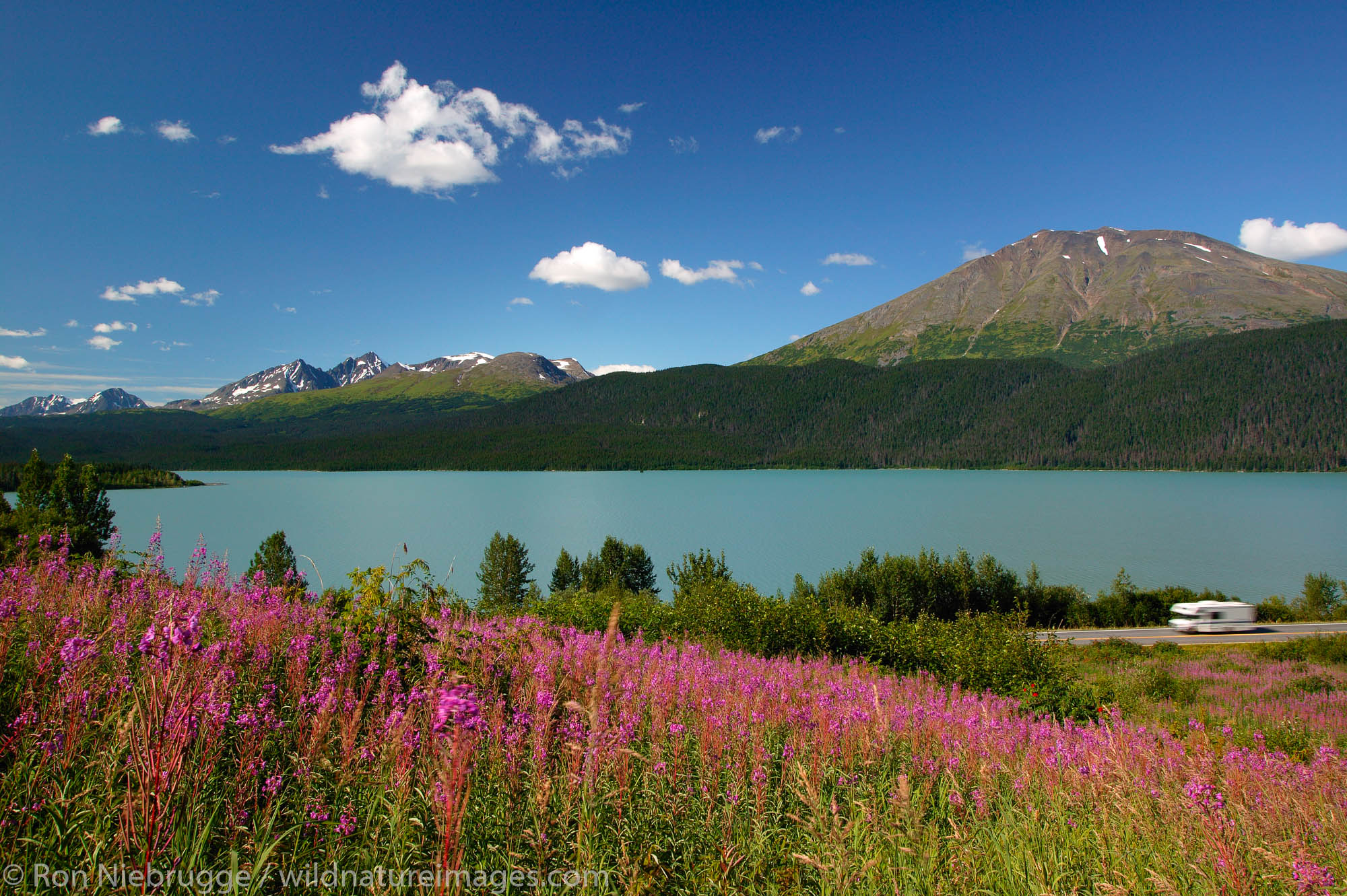 RV traveling along road with Fireweed along Kenai Lake, Chugach National Forest, Kenai Peninsula, Alaska.