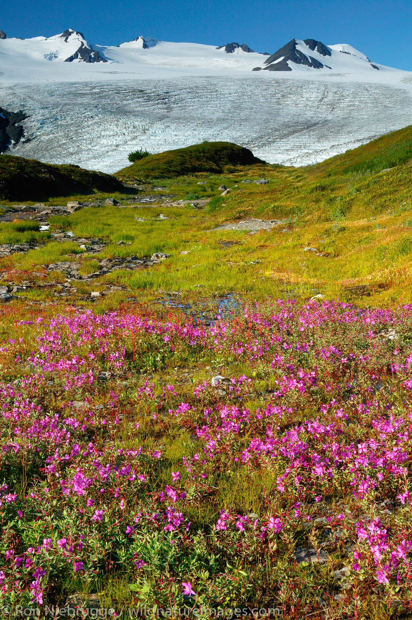 Wildflowers along Exit Glacier and the Harding Icefield trail, Kenai Fjords National Park, Alaska.