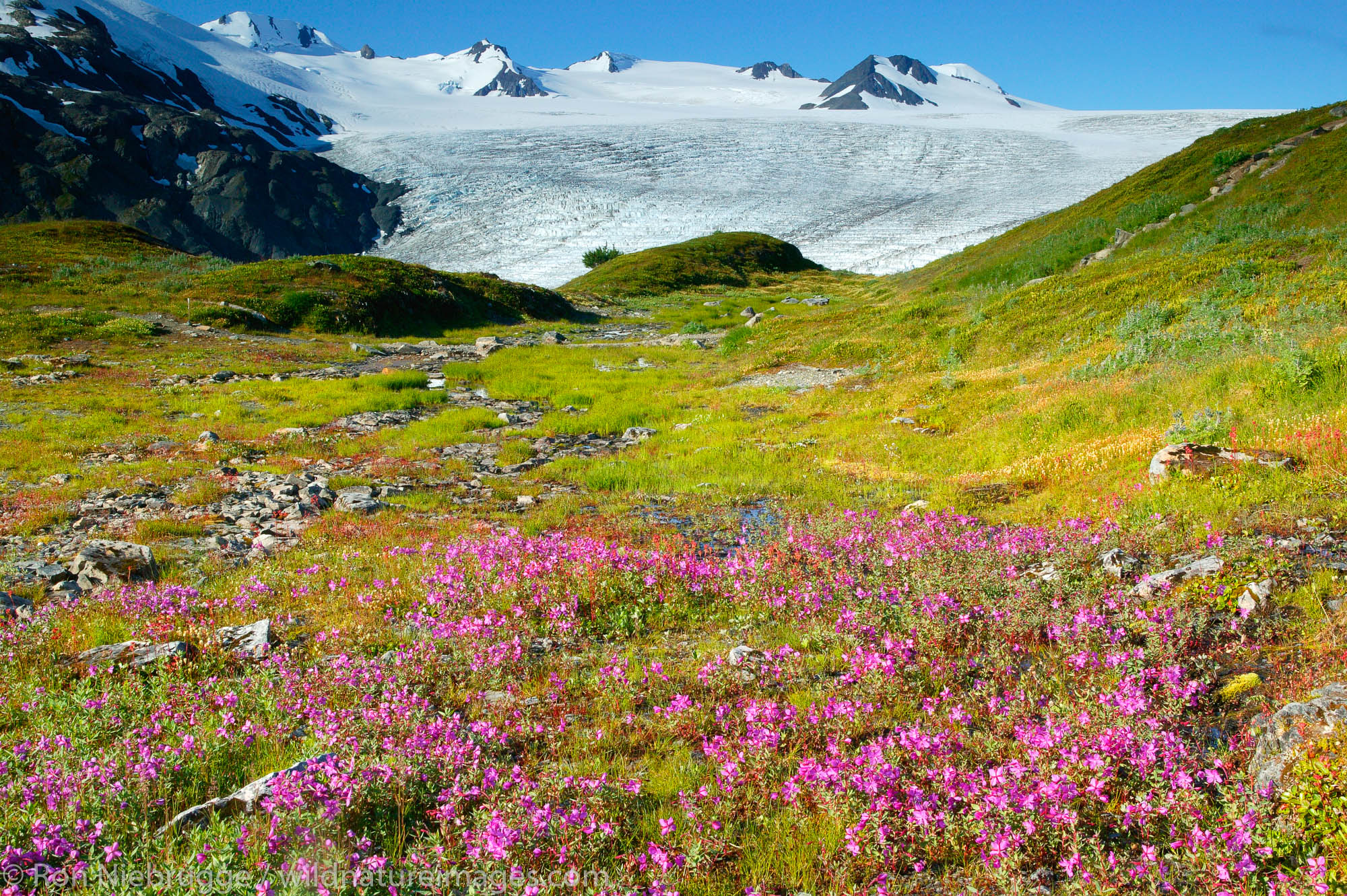 Wildflowers along Exit Glacier and the Harding Icefield trail, Kenai Fjords National Park, Alaska.