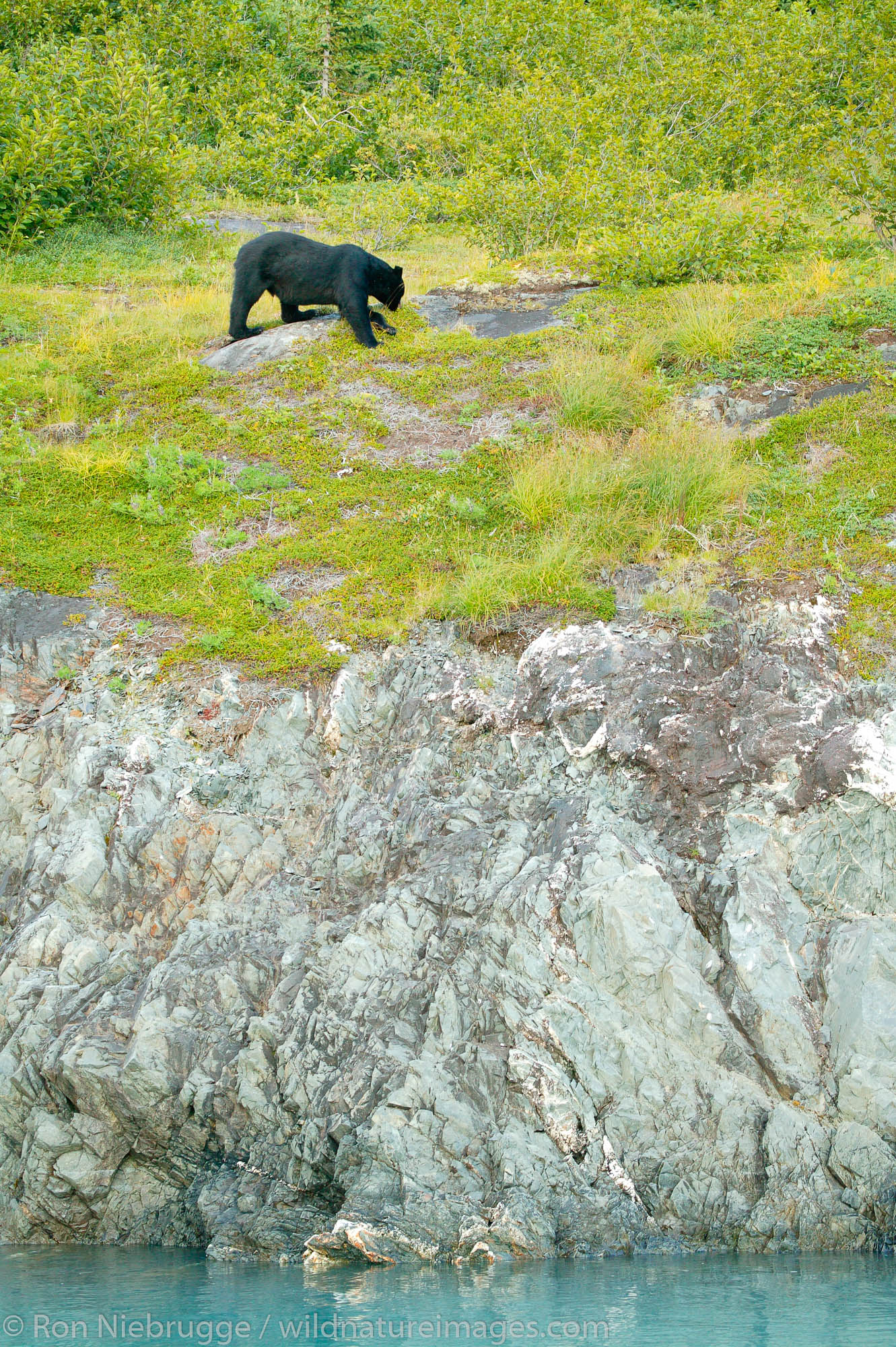 A Black Bear feeds along the coast in Aialik Bay, Kenai Fjords National Park, Alaska.