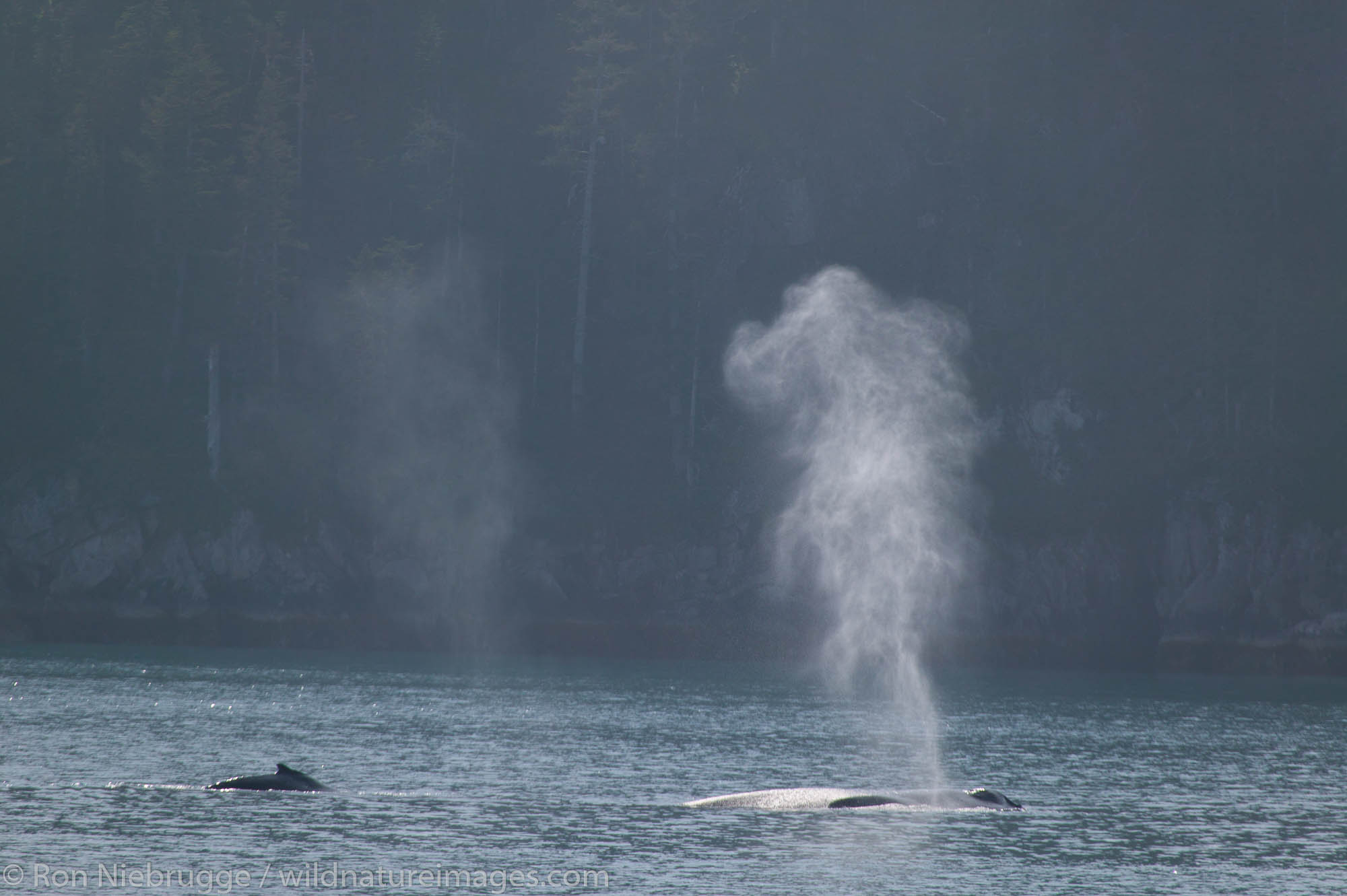 Humpback whale in the fog, Aialik Bay, Kenai Fjords National Park, Alaska.