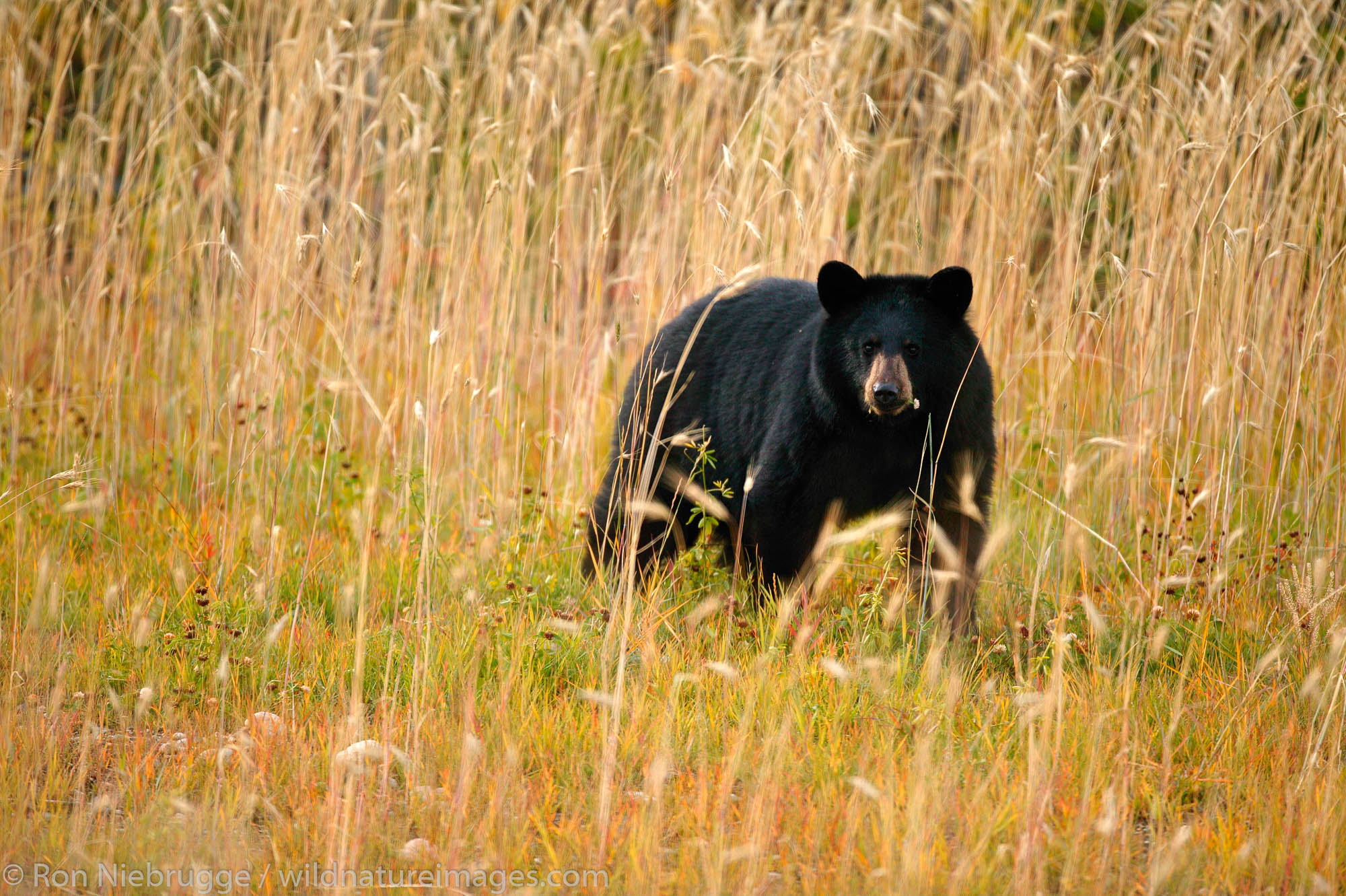 black bear Back Bears along the Alaska Highway, British Columbia, Canada.