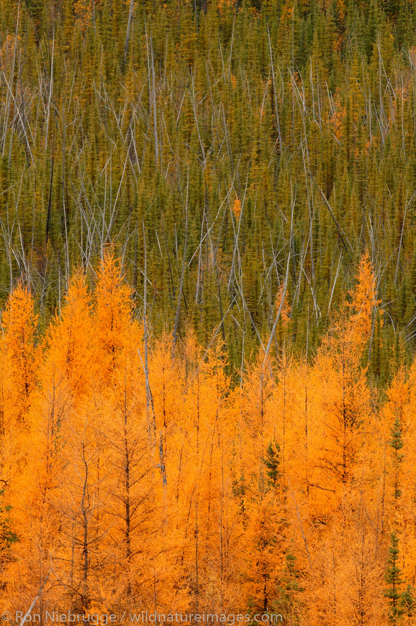 British Columbia Trees along the Alaska Highway, British Columbia, Canada.