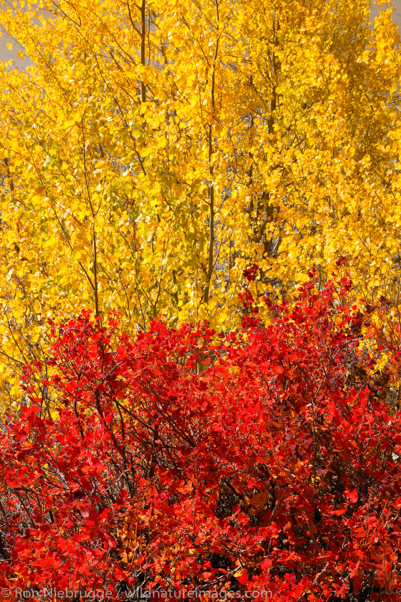 Fall Colors along the shore of Medicine Lake, Jasper National Park, Alberta, Canada.