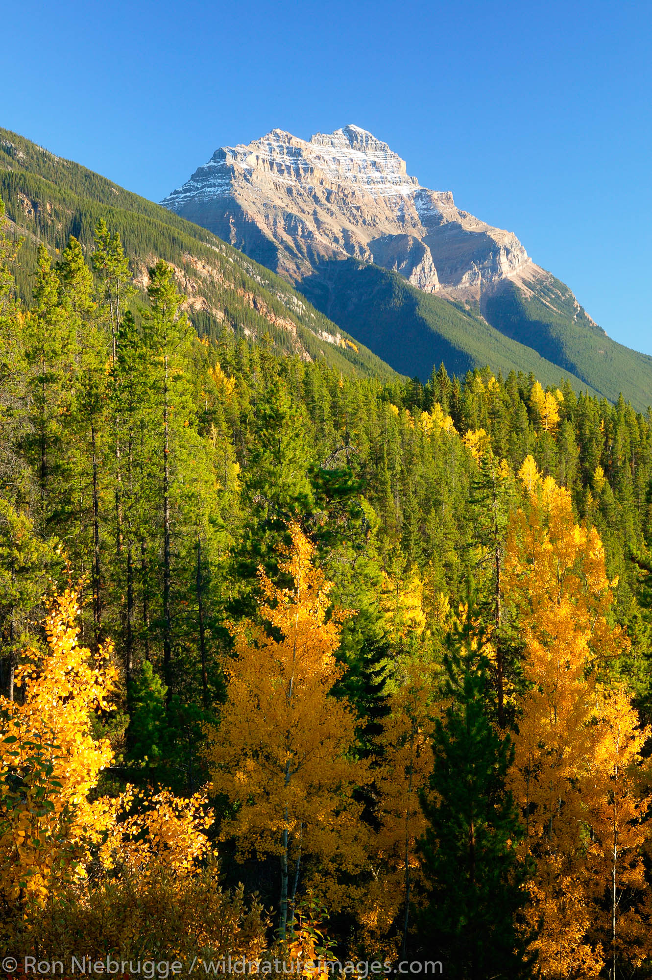 Mt Kerkeslin with fall colors from the Icefields Parkway, Jasper National Park, Alberta, Canada.