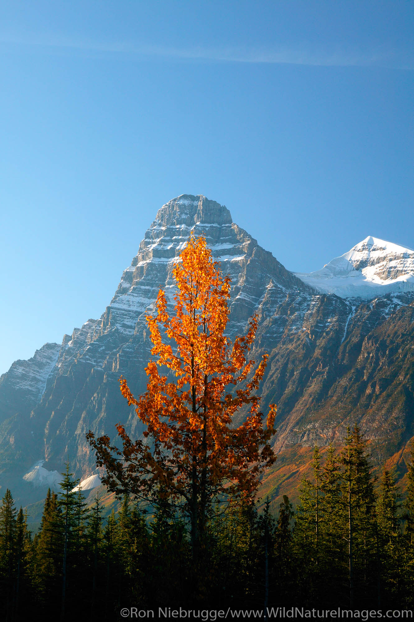 Fall colors and Mount Chephren, Banff National Park, Alberta, Canada.