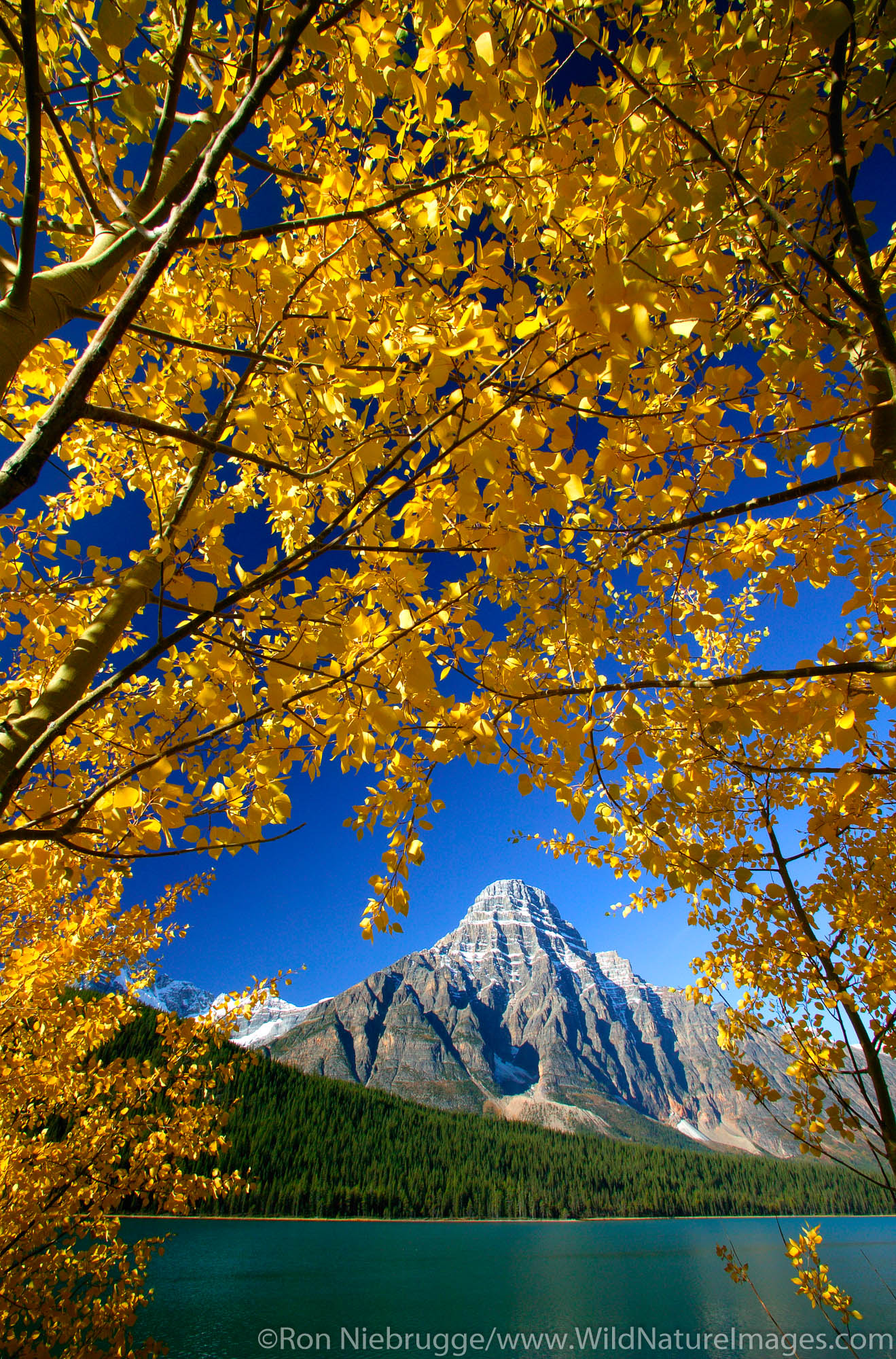 Fall Colors with Mount Chephren at Waterfowl Lake, Banff National Park, Alberta, Canada.