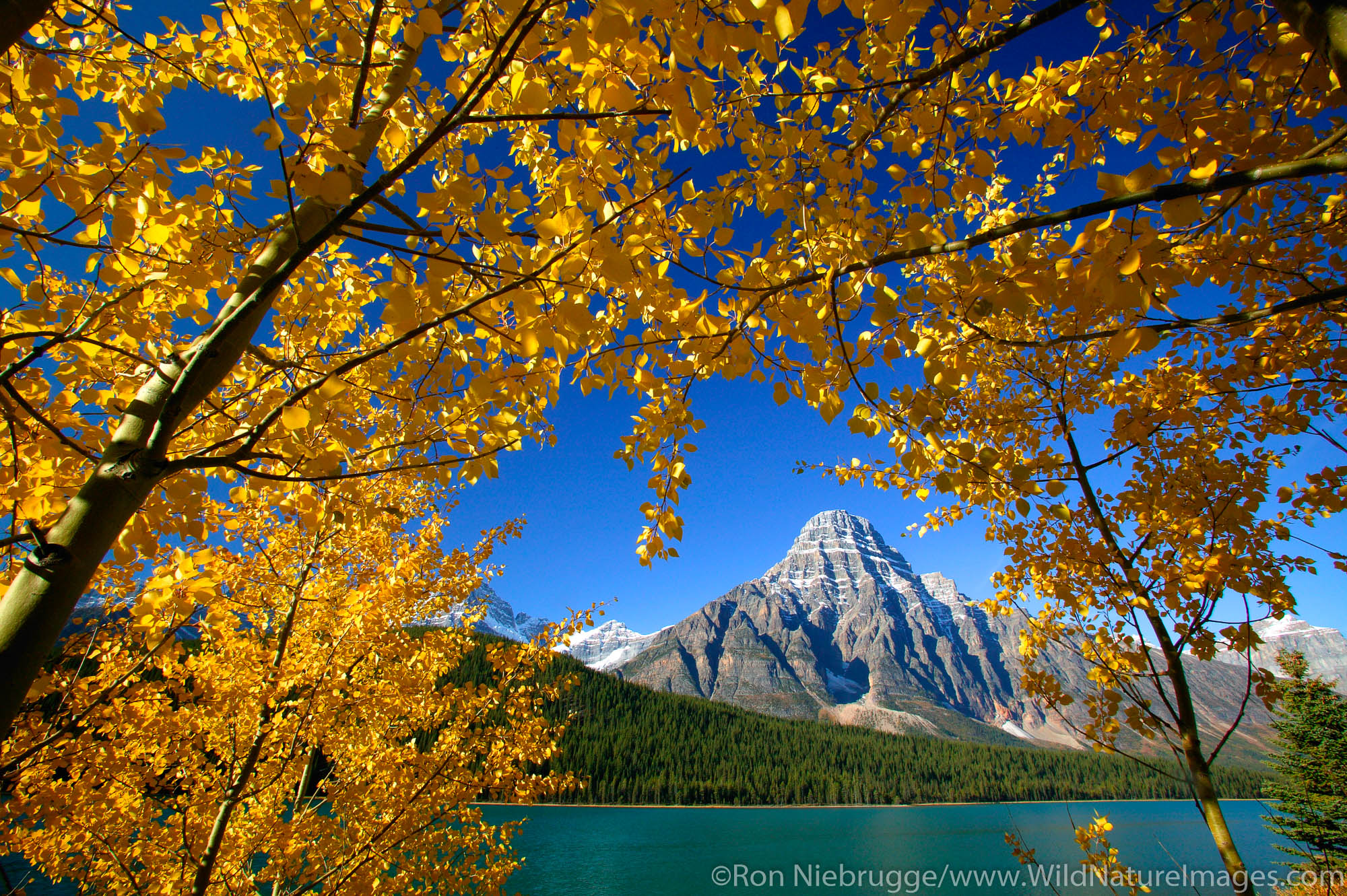 Fall Colors with Mount Chephren at Waterfowl Lake, Banff National Park, Alberta, Canada.