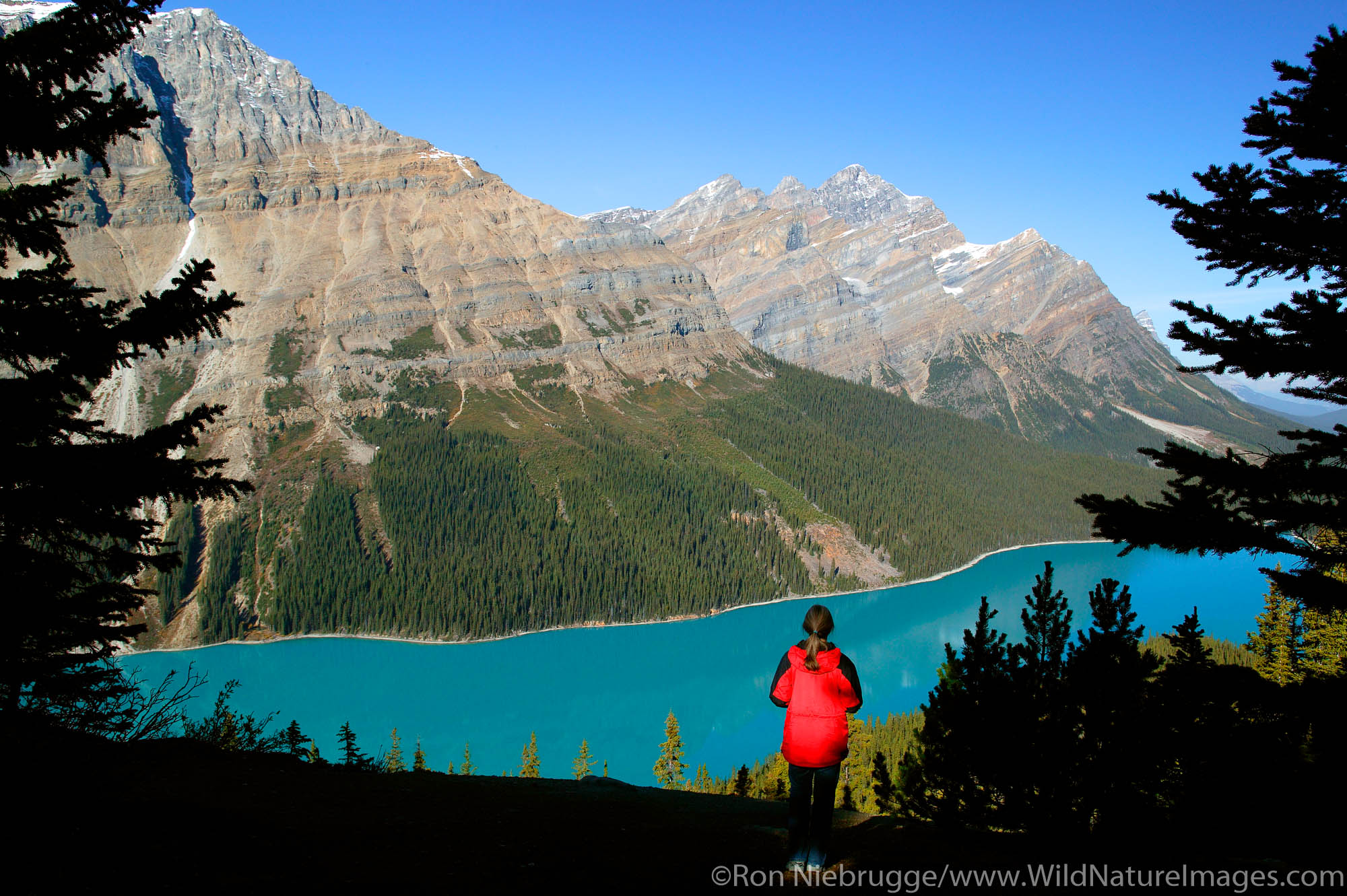 Visitor (MR) views Peyto Lake at Bow Summit, Banff National Park, Alberta, Canada.  Model Released.