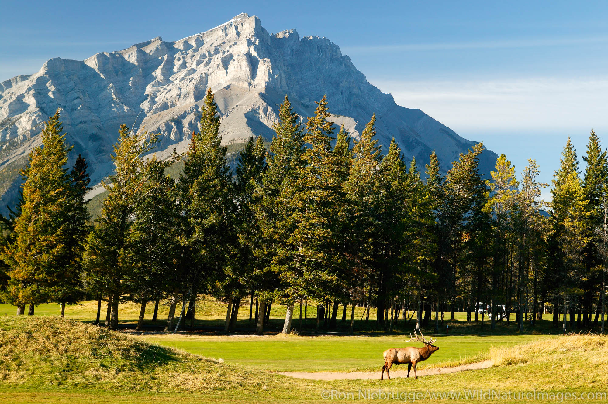 Elk on the golf course in Banff, Cascade Mountain in the background, Banff National Park, Alberta, Canada.