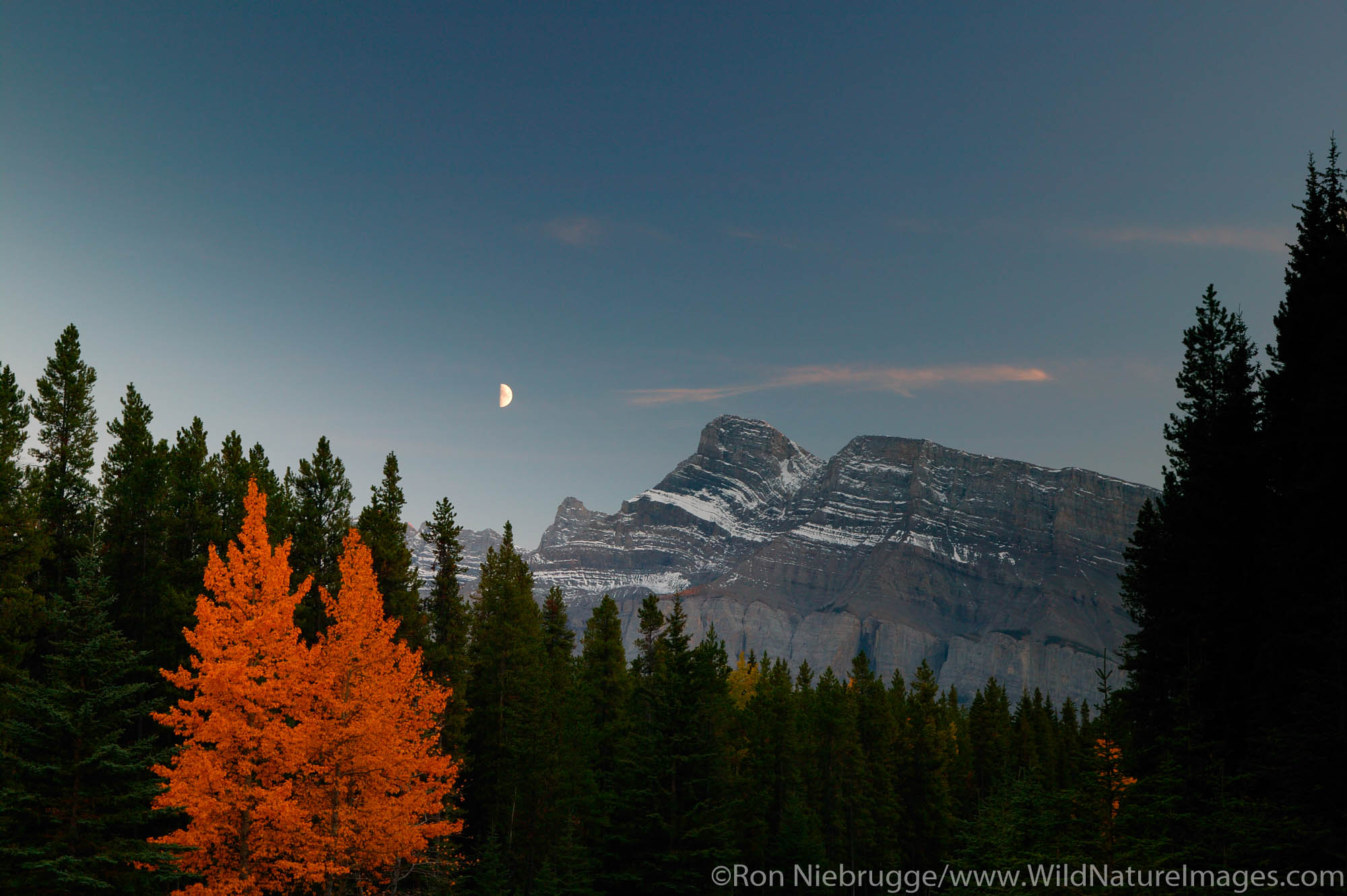 Fall colors and moon in the evening, Banff National Park, Alberta, Canada.
