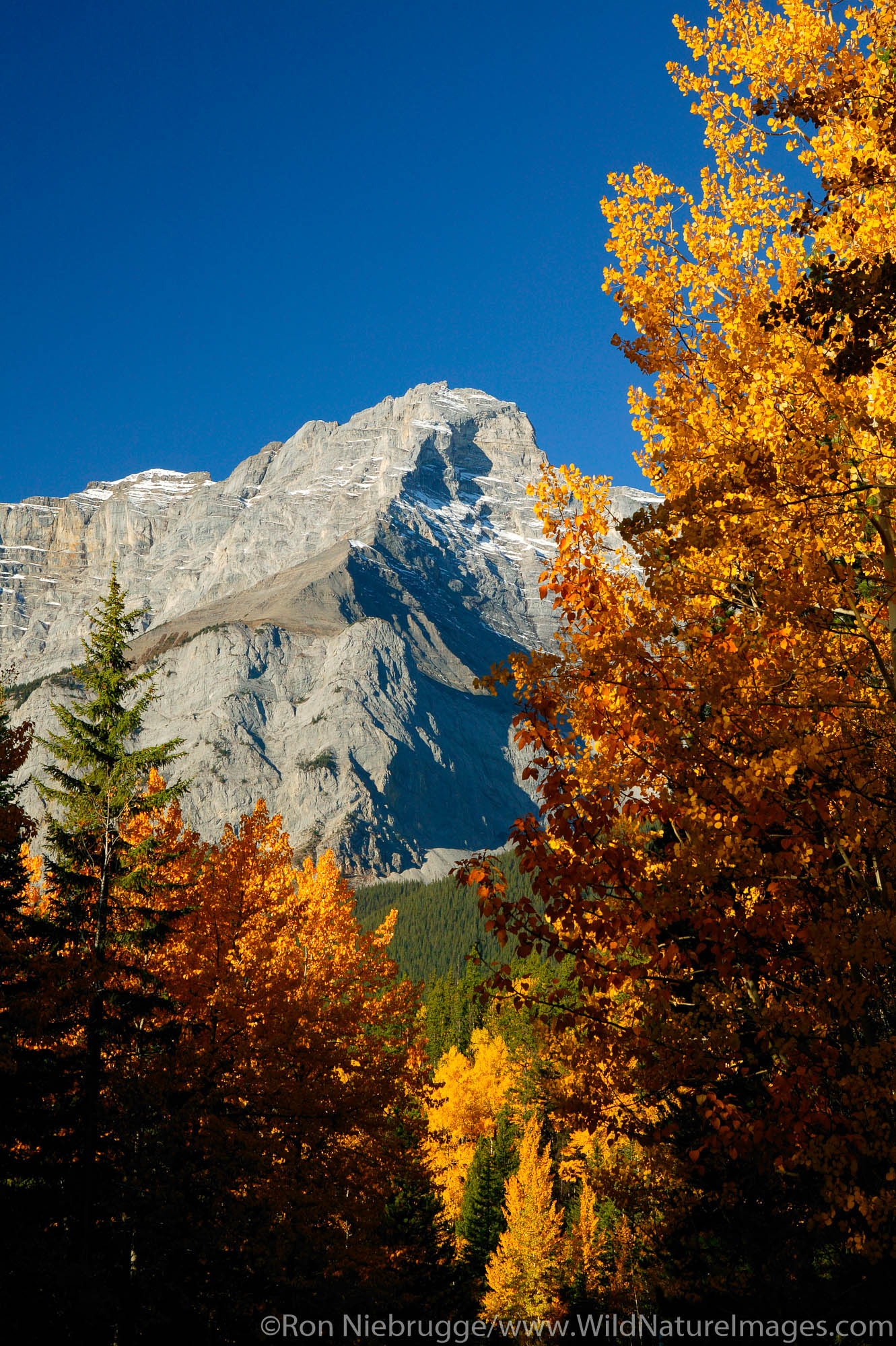 Fall colors and Cascade Mountain (2,997 m) from the Minnewanka Loop, Banff National Park, Alberta, Canada.