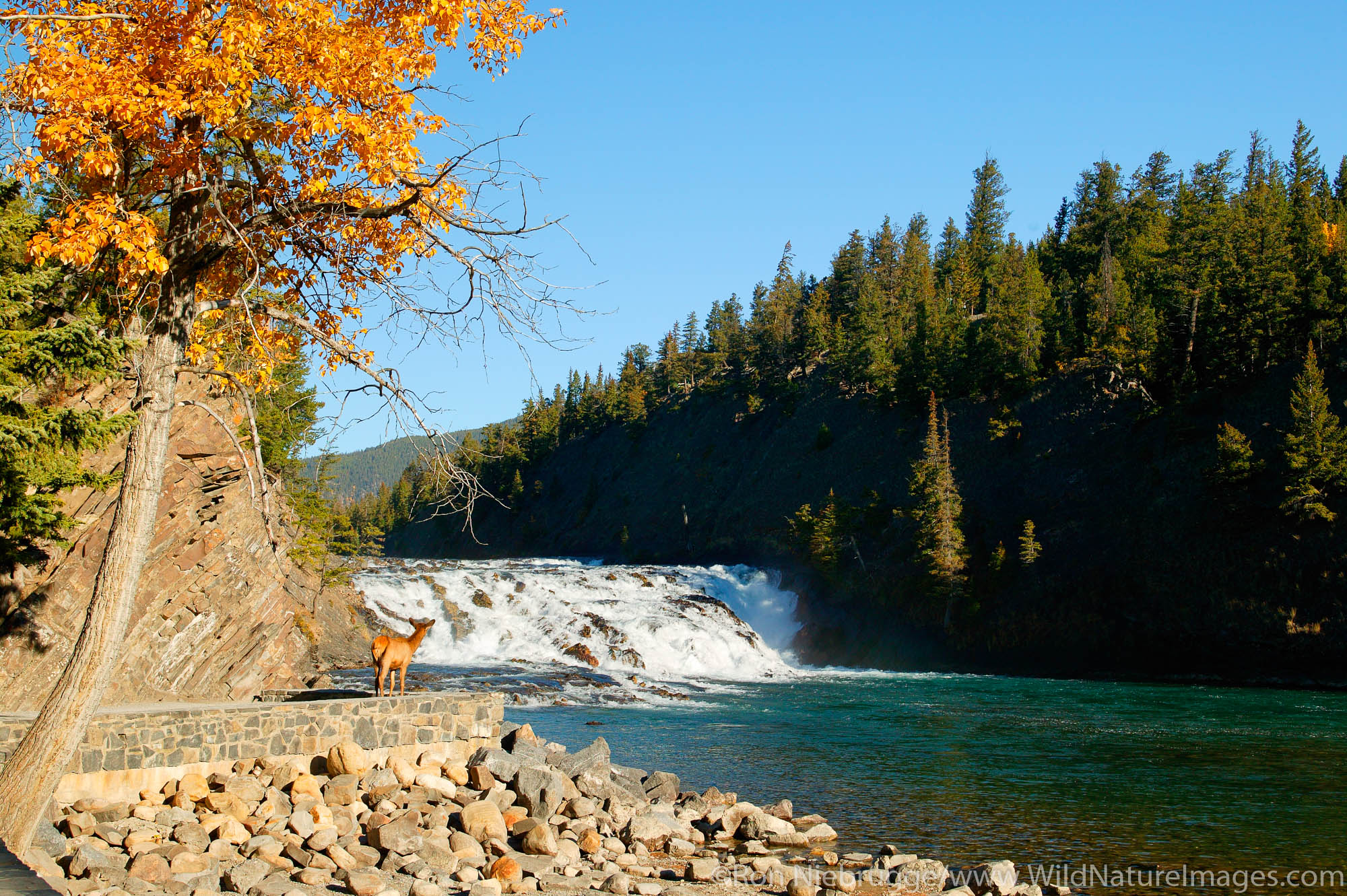 Elk at Bow falls on the Bow river in Banff, Banff National Park, Alberta, Canada.