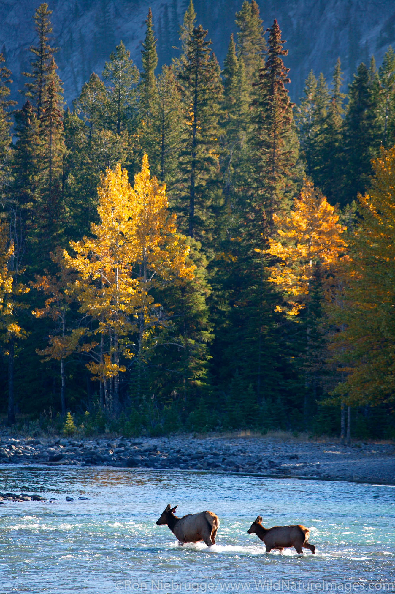 Elk and the Bow River, Banff, Banff National Park, Alberta, Canada.