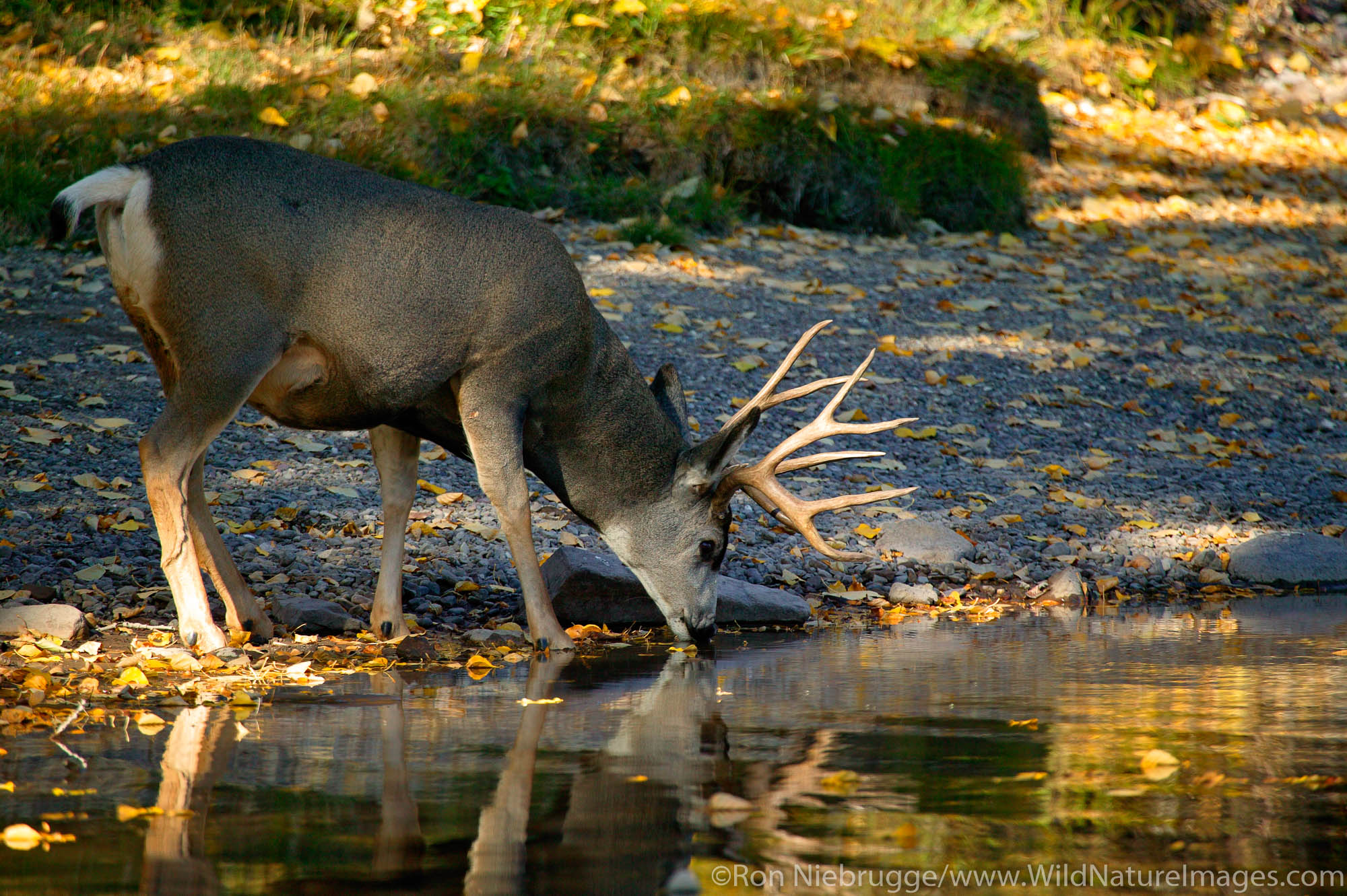Mule deer, Waterton Lakes National Park, Alberta, Canada.