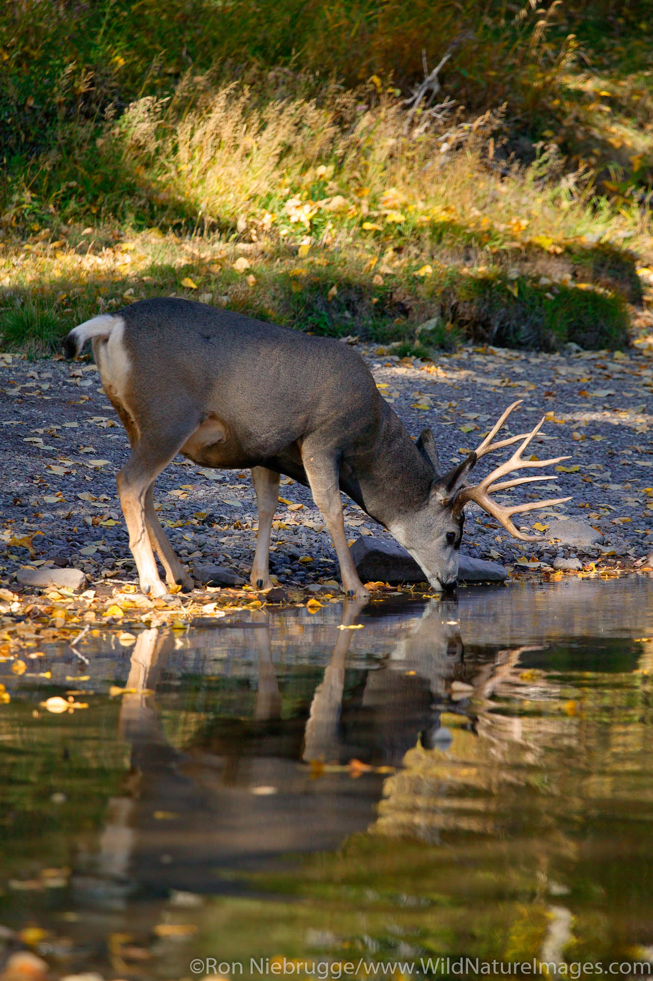 Mule deer, Waterton Lakes National Park, Alberta, Canada.