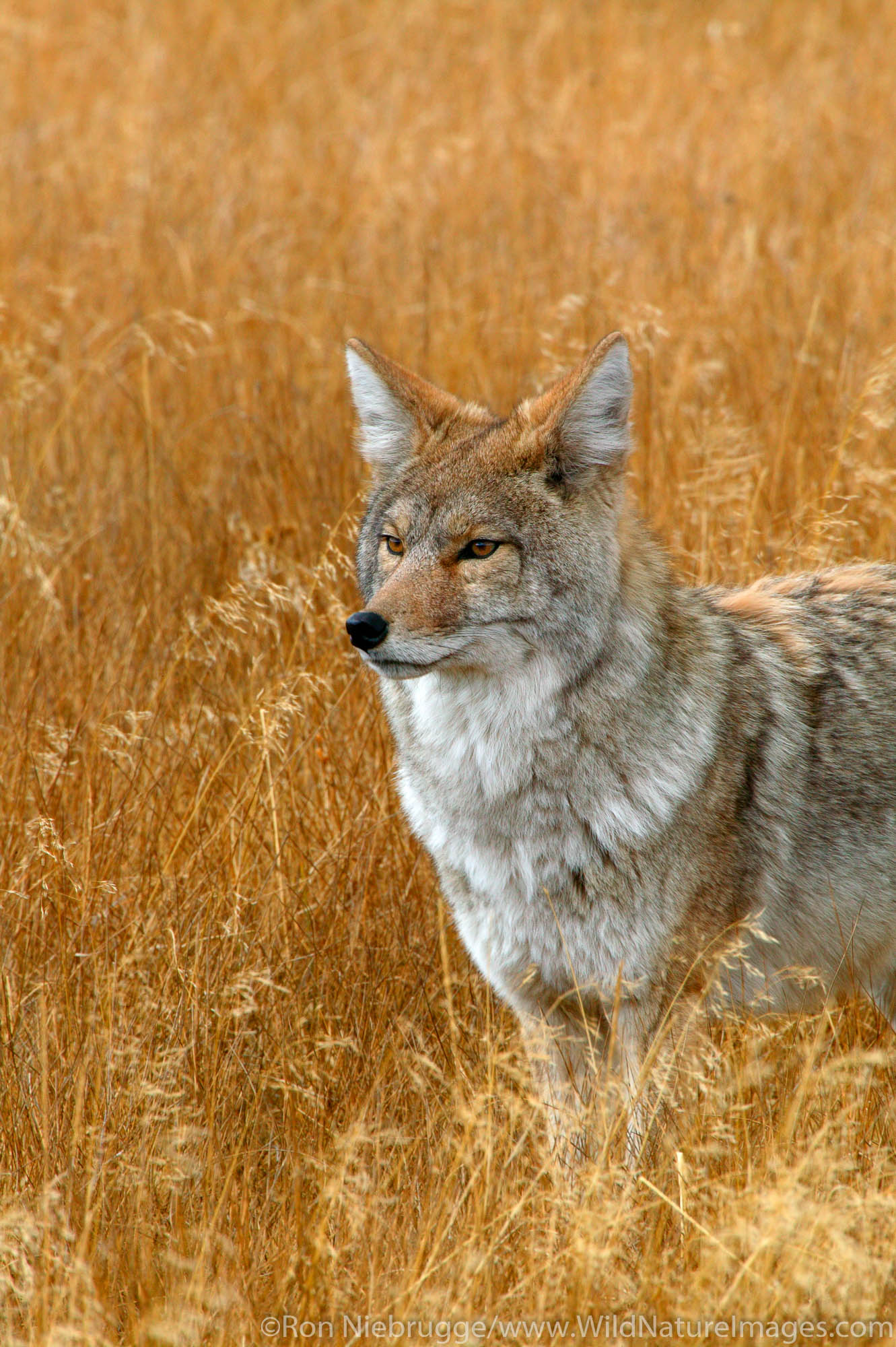 Coyote near Norris, Yellowstone National Park, Wyoming.