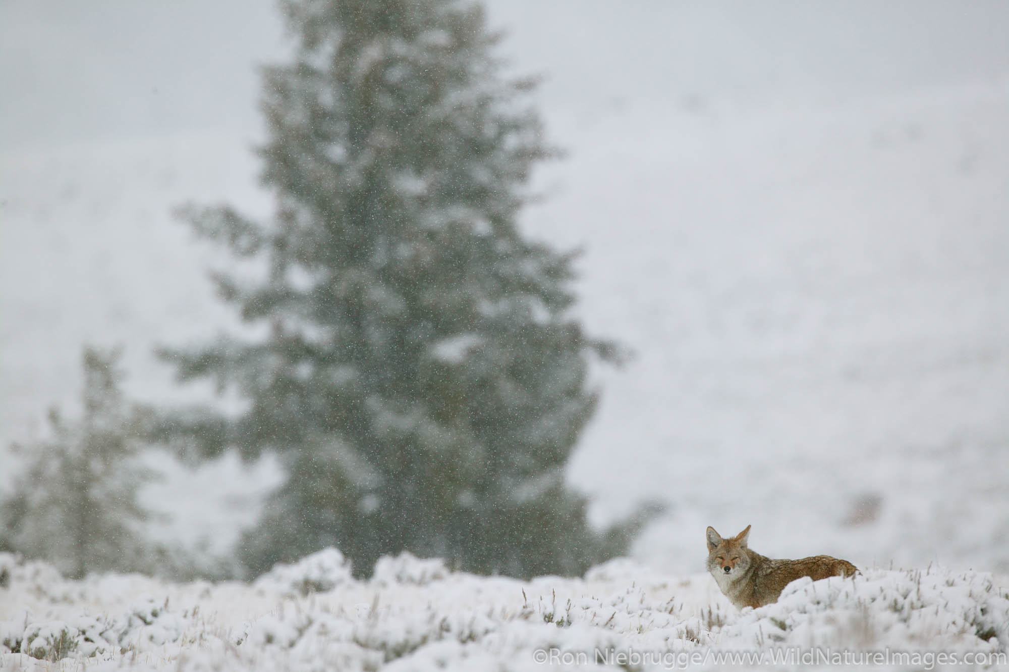 Coyote in a snow storm, Yellowstone National Park, Wyoming.