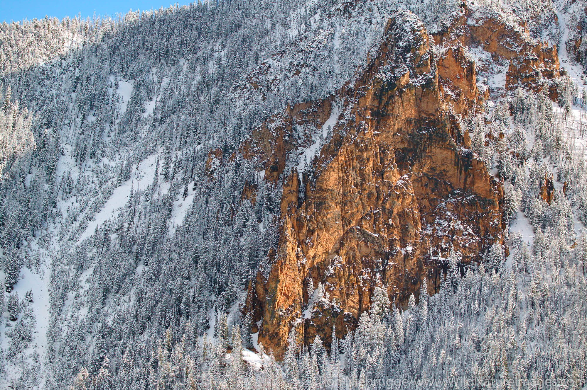 Yellowstone National Park Early snowfall, Yellowstone National Park, Wyoming.