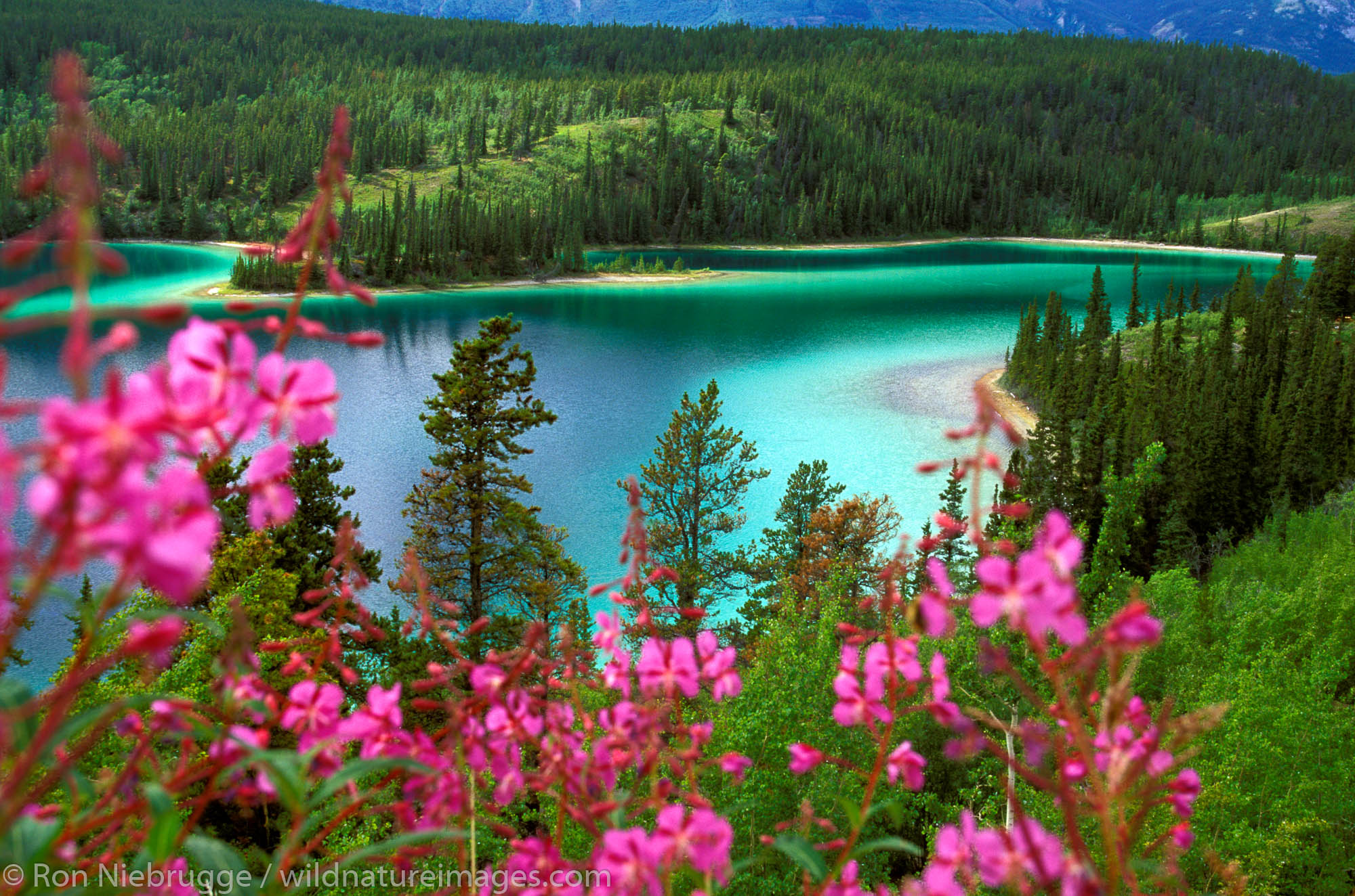 Fireweed and Emerald Lake, also called Rainbow Lake, Yukon Territory, Canada.