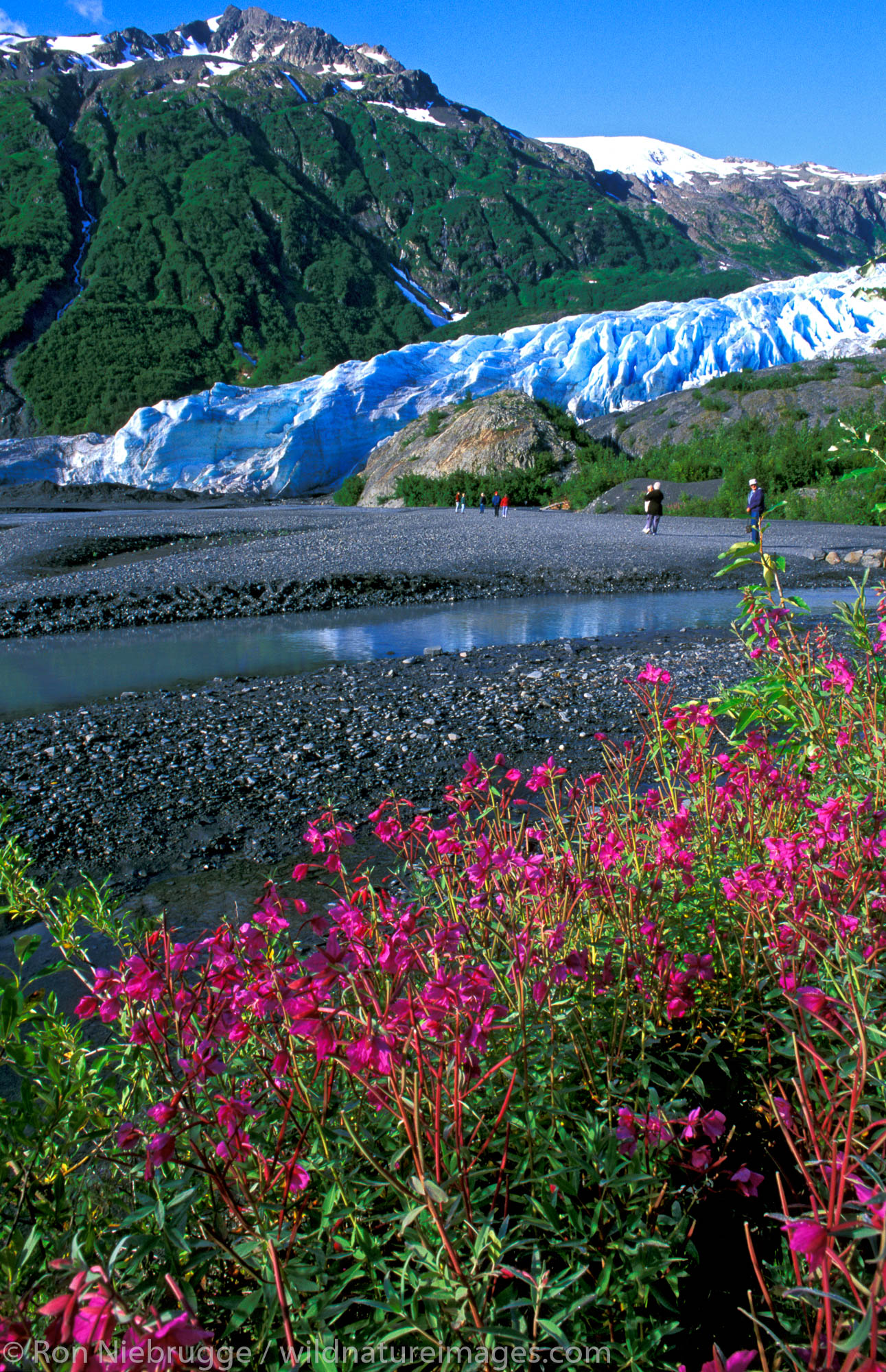 Exit Glacier.  Kenai Fjords National Park, Alaska.