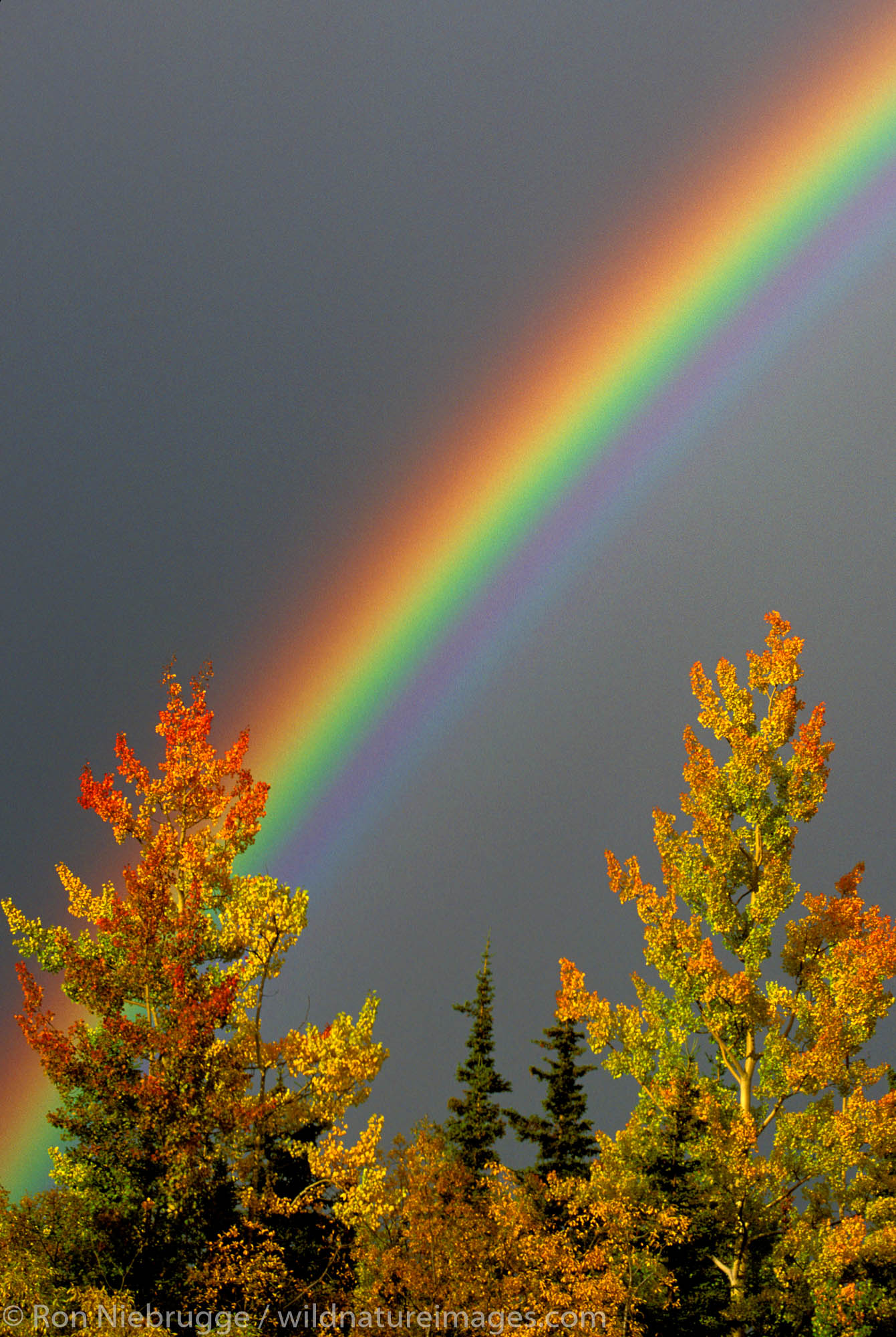 Fall Rainbow.  Alaska.