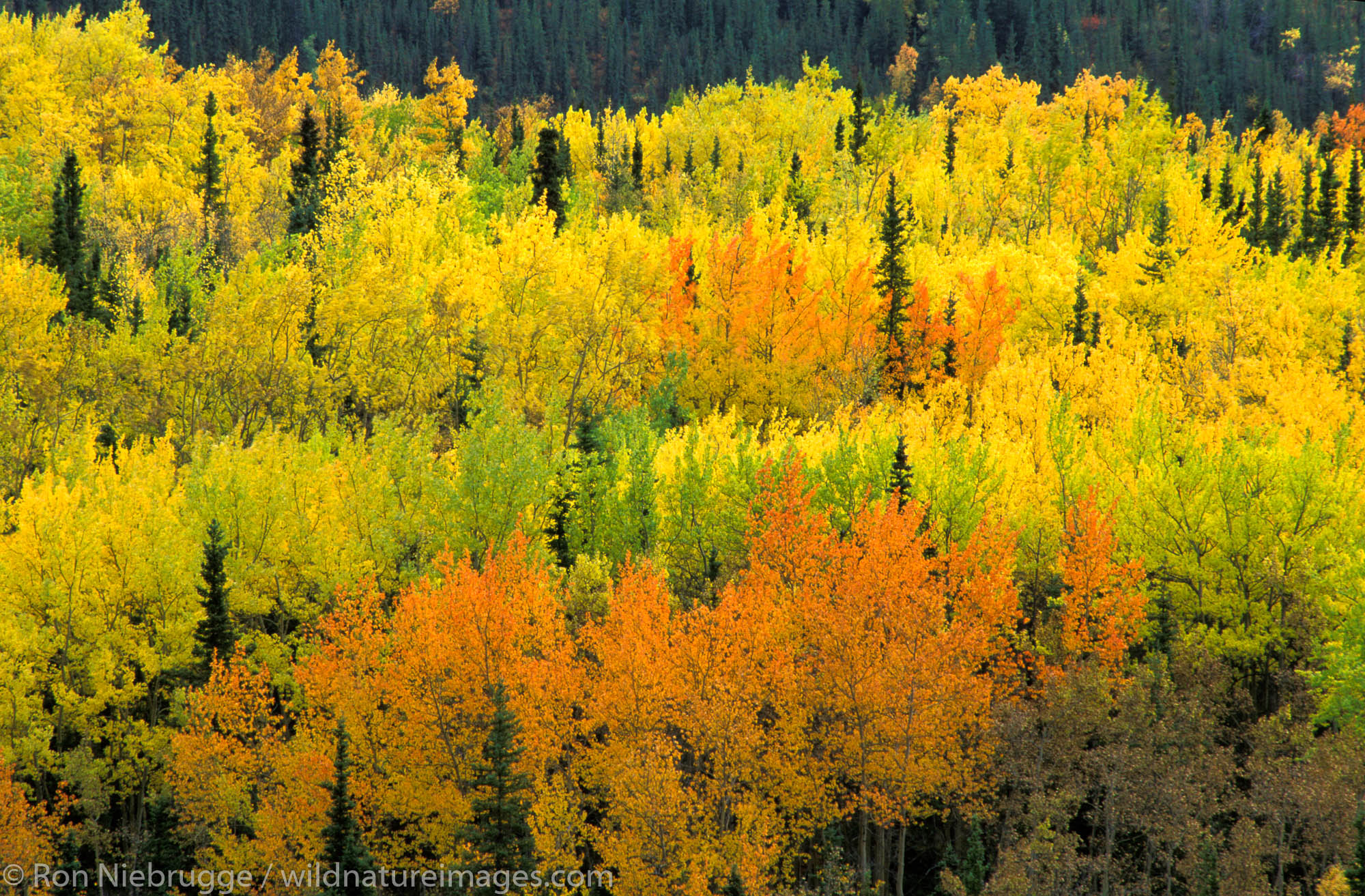 Fall colors, Denali National Park, Alaska.