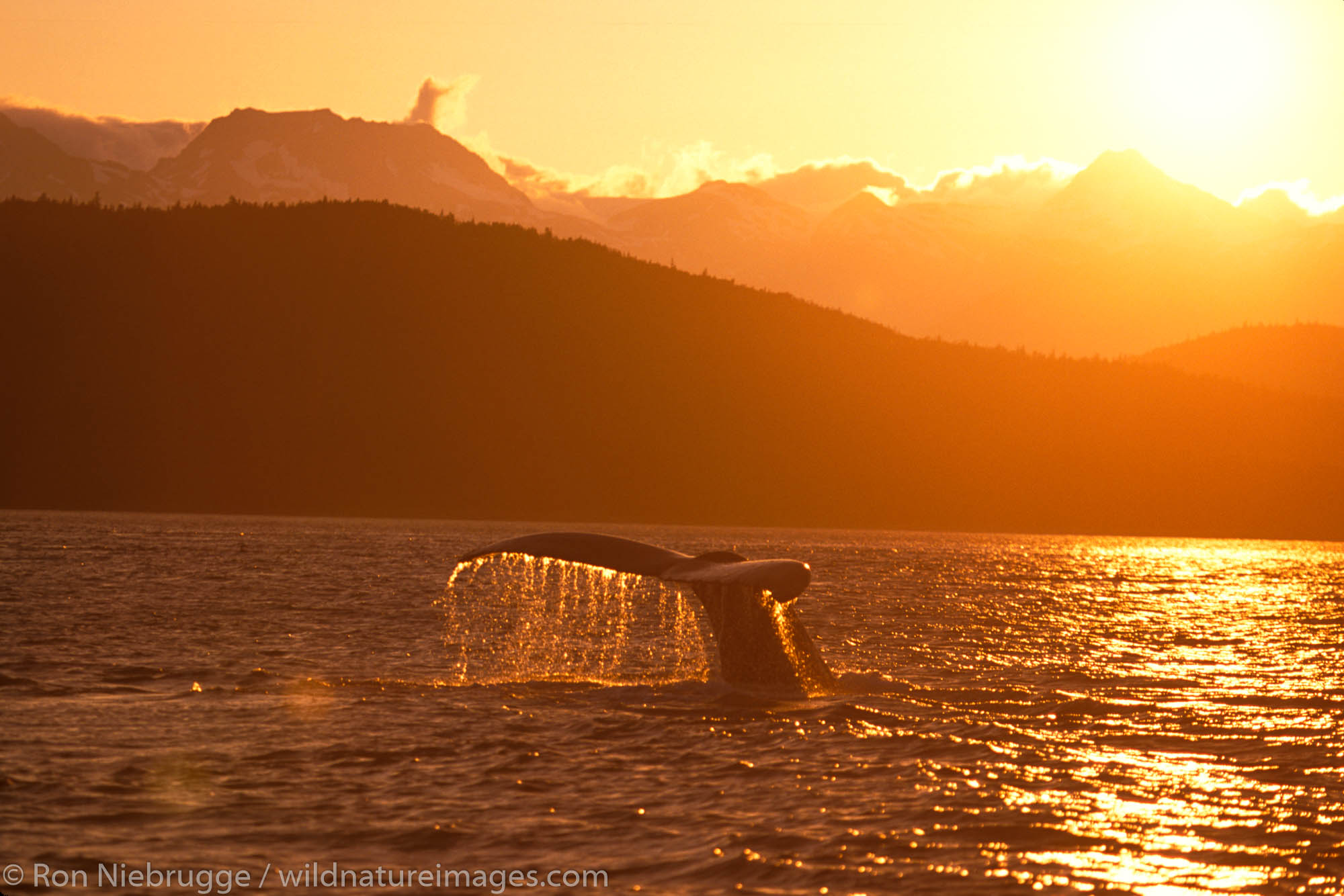 Humpback Whale Diving at Sunset (Megaptera novaeangliae).   North Pass, Juneau, Southeast, Alaska.