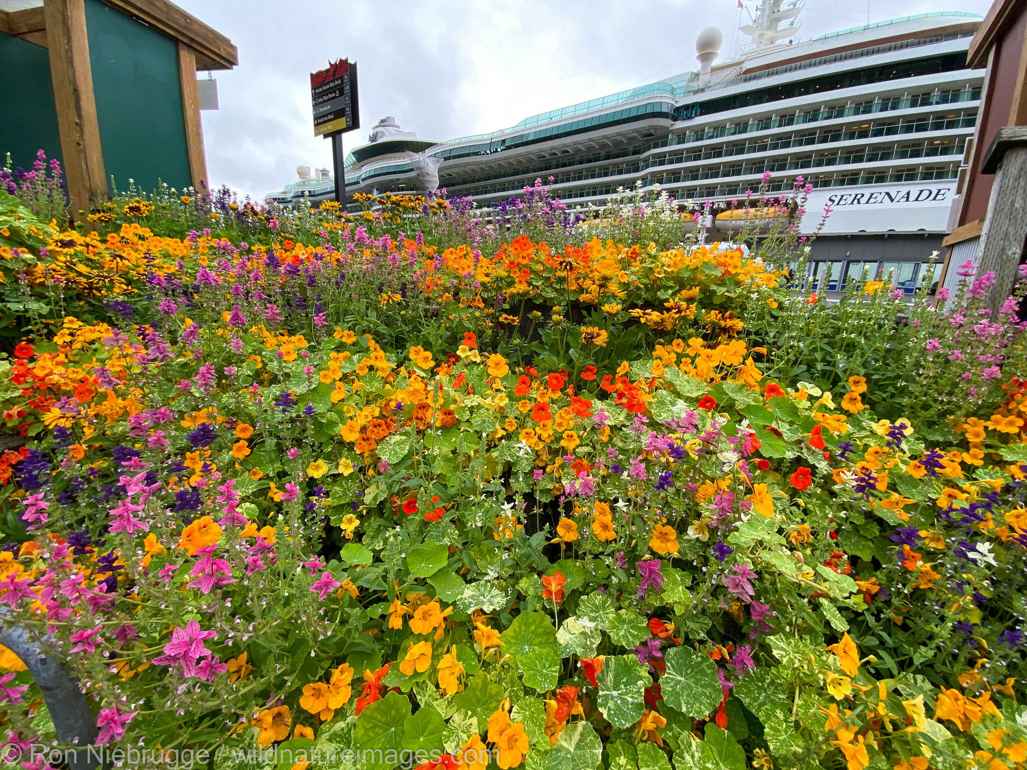 Flowers and one of the few cruise ships in 2021 in downtown Juneau.