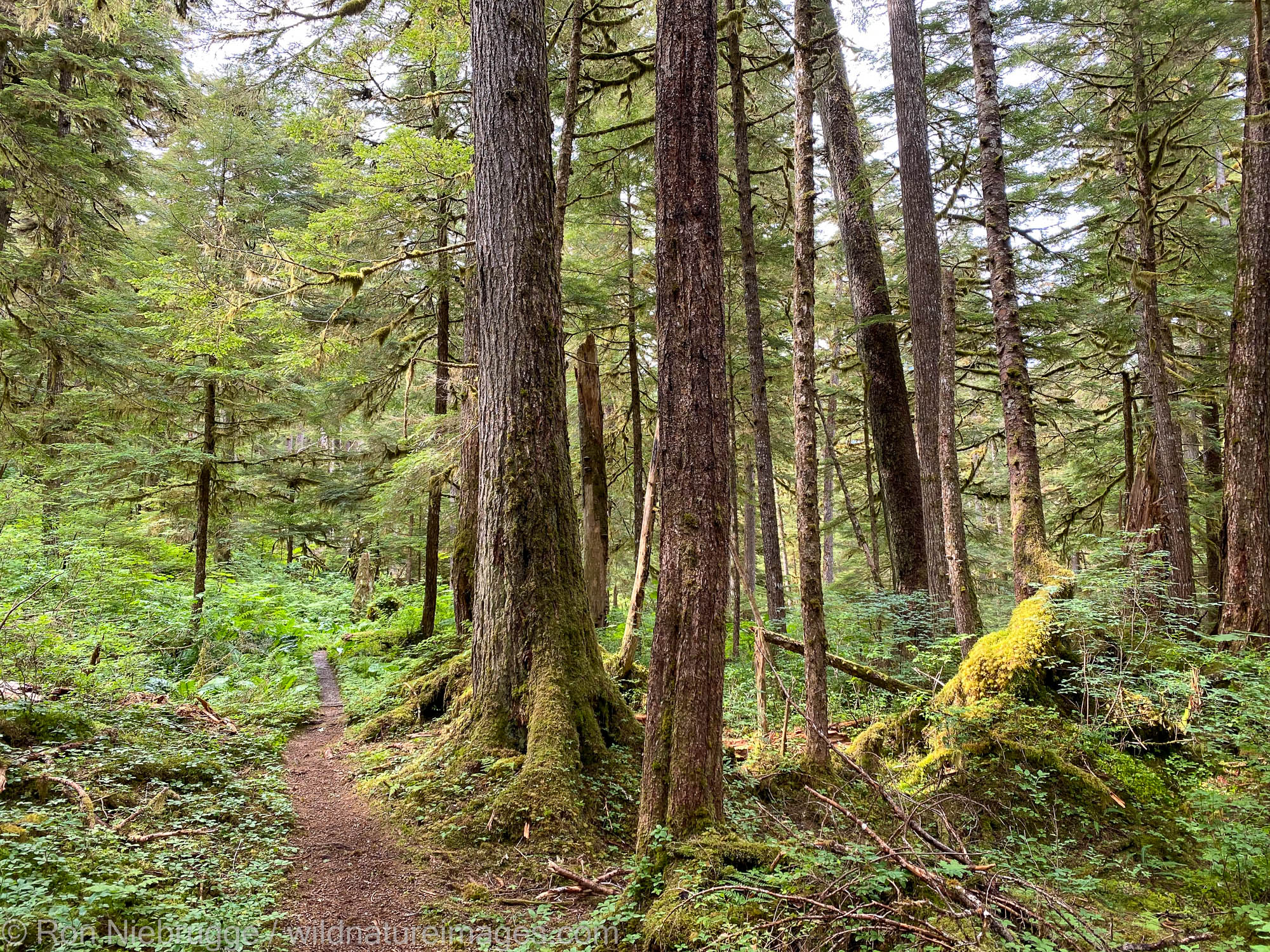 Tongass National Forest The trail to the upper bear viewing platform at Pack Creek makes it's way through a stunning rain forest environment.