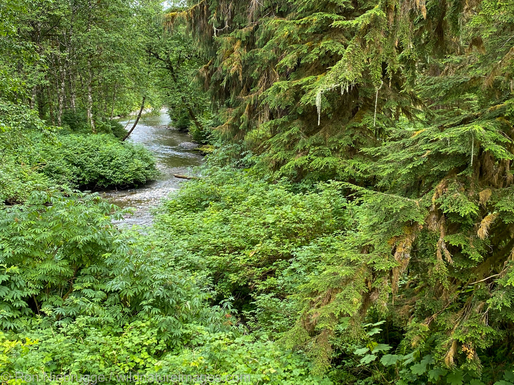 Iphone photo from the upper bear viewing platform at Pack Creek.