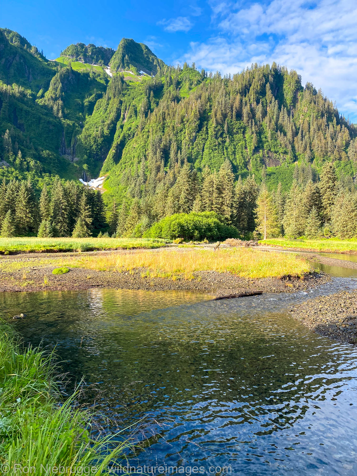 Beautiful meadow and stream with lots of salmon and bear sign, but no bears this week.