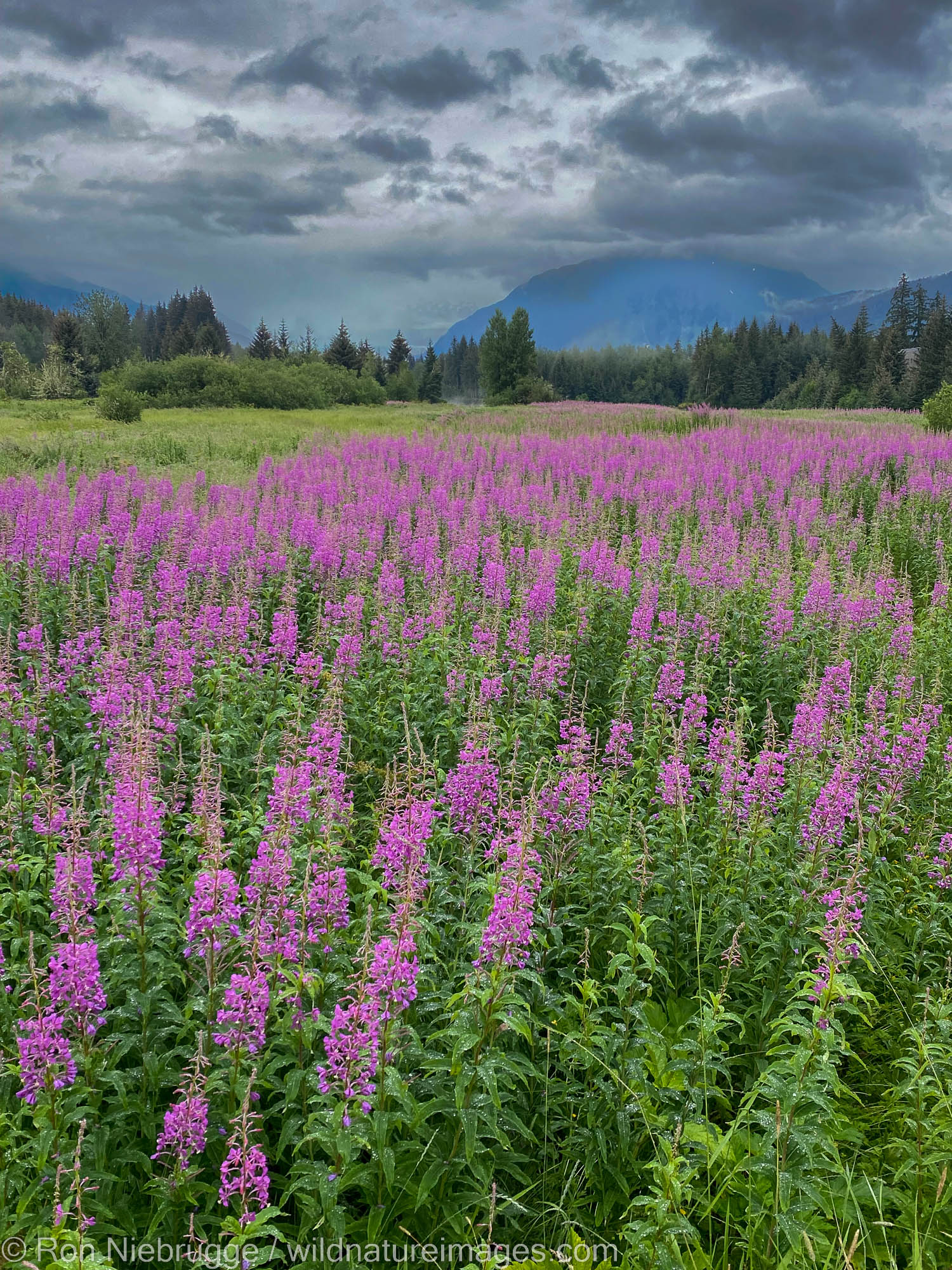 Fireweed near Mendenhall Glacier, Tongass National Forest, Alaska.  Iphone photo.