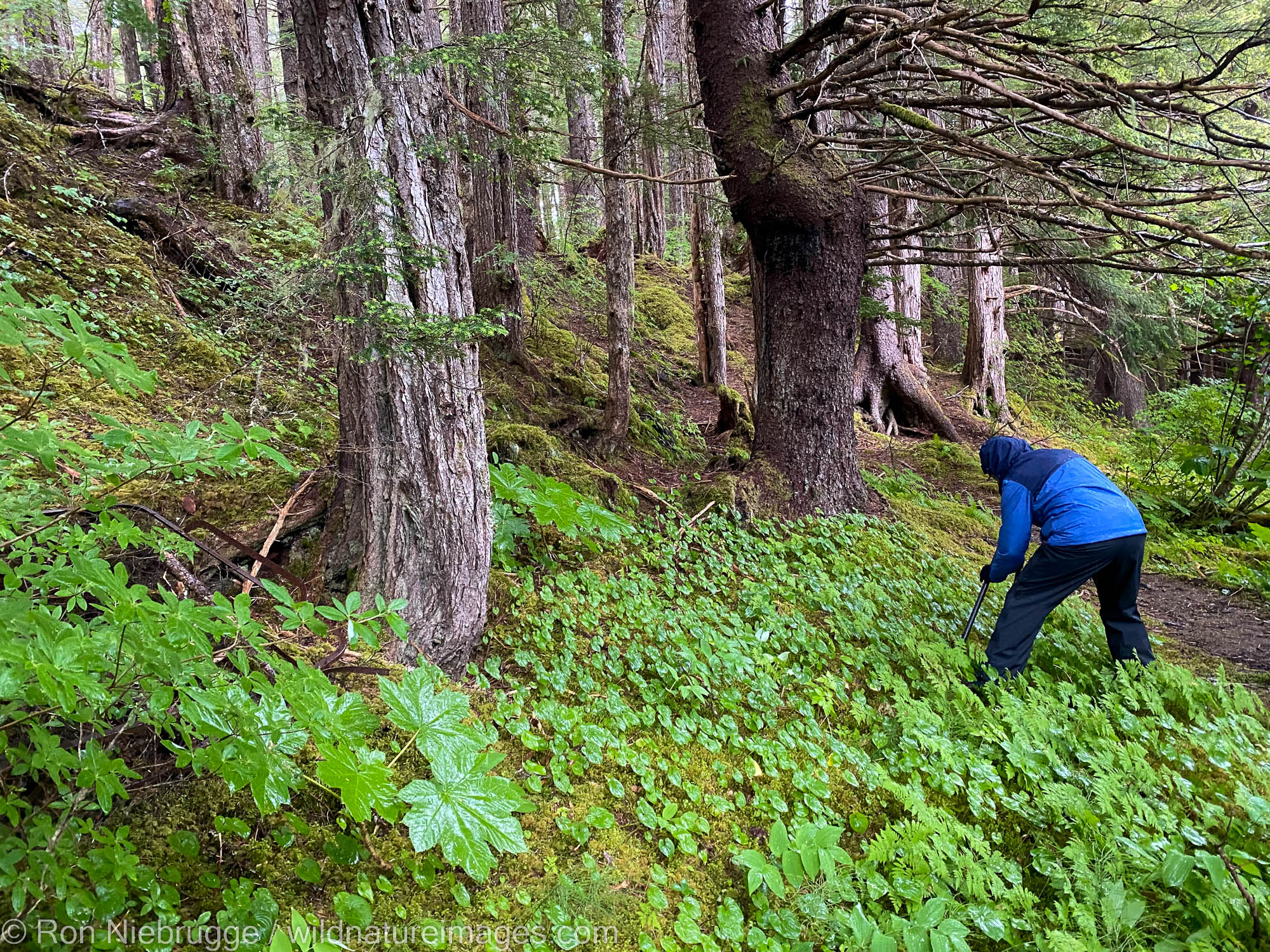 Photographing in the rainforest