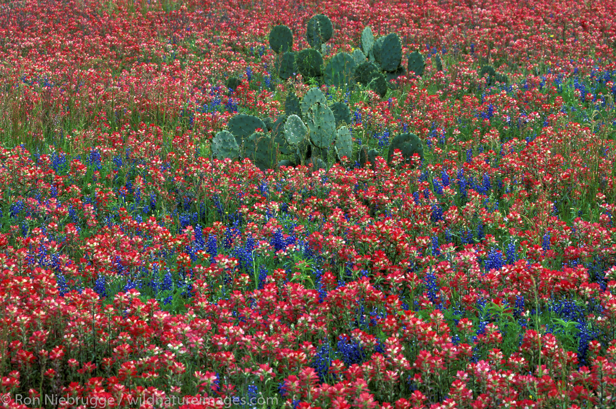 Cactus Indian Paintbrush Texas Ron Niebrugge Photography