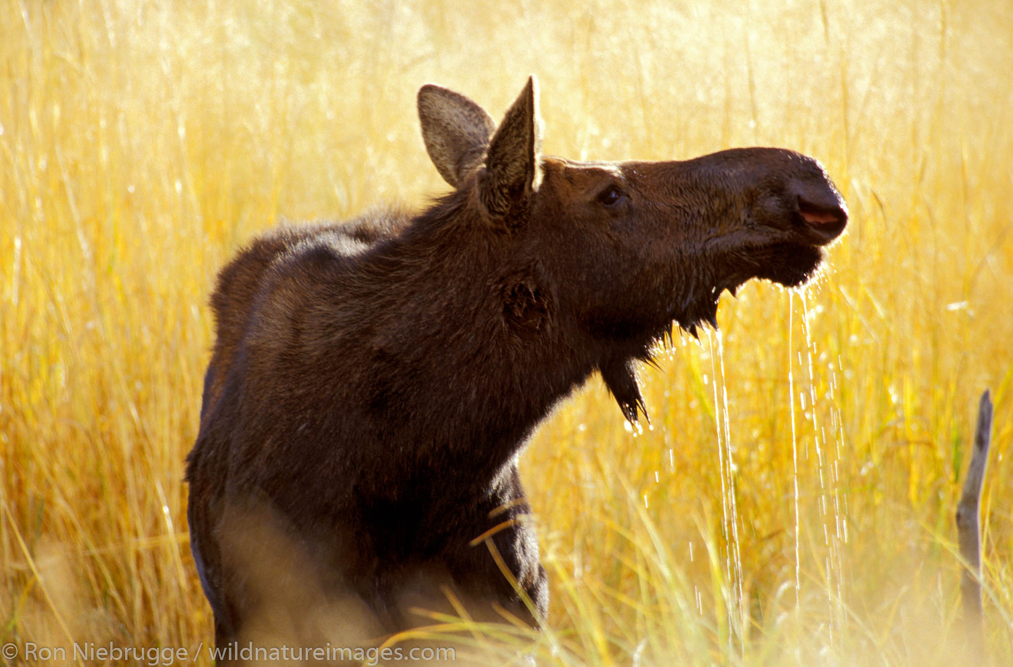 Moose (Alces alces).  Jackson Hole, Grand Teton National Park, Wyoming.