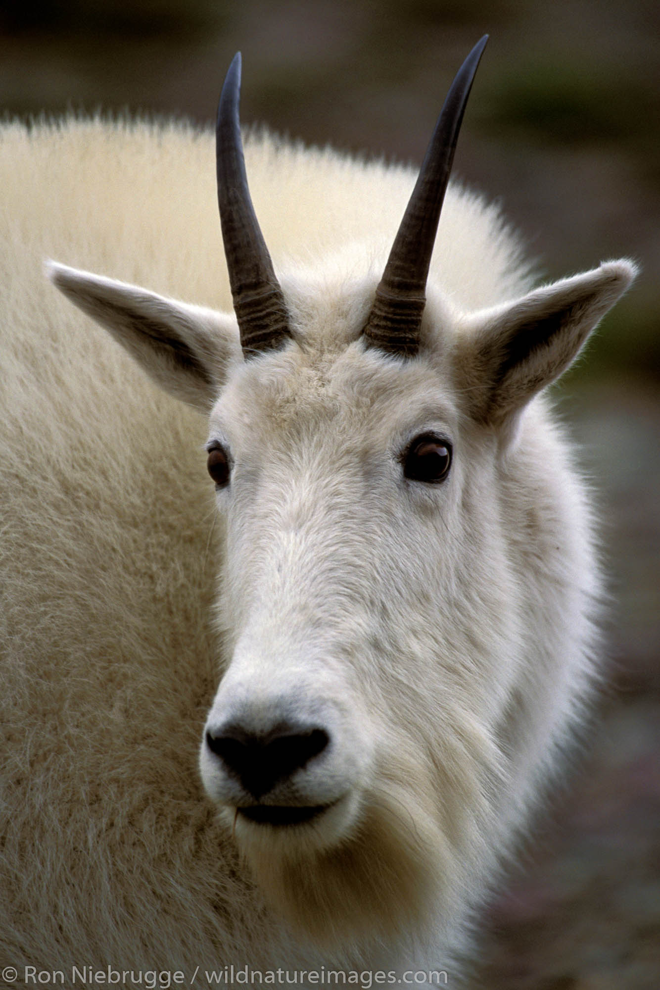Mountain Goat (Oreamnos americanus).  Glacier National Park, Montana.