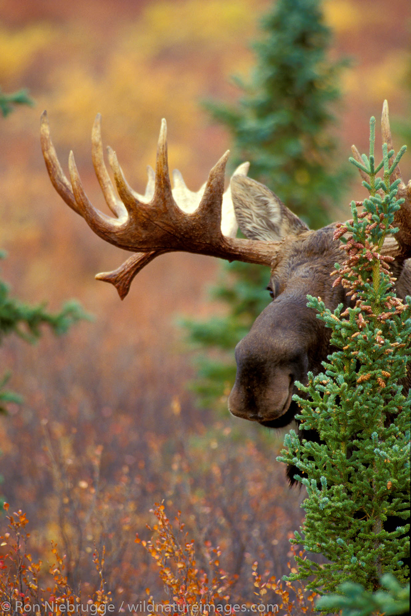 Peek-A-Boo Moose (Alces alces).  Denali National Park, Alaska.