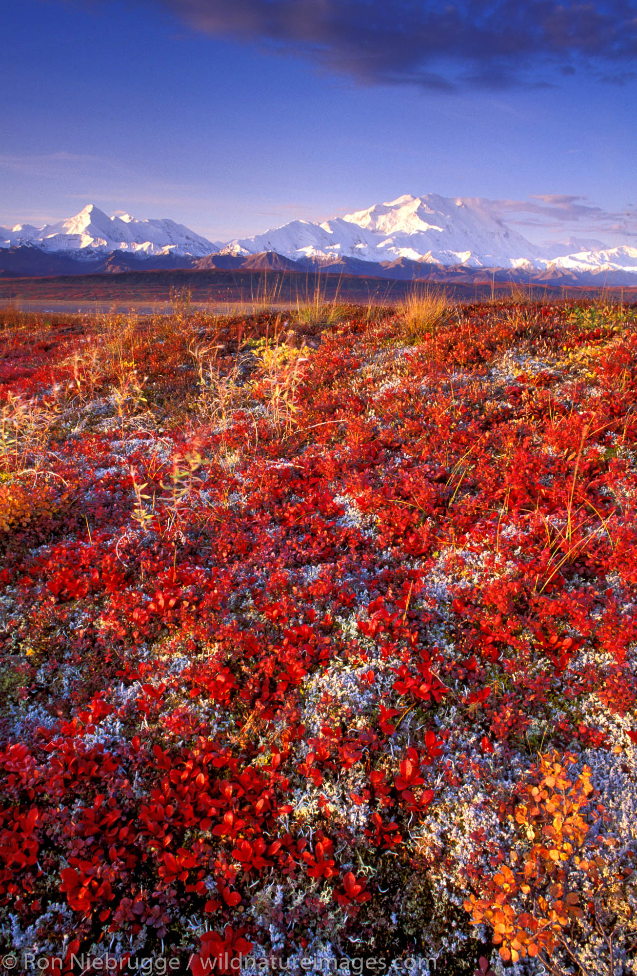 Mt McKinley in the Fall, Denali National Park, Alaska.