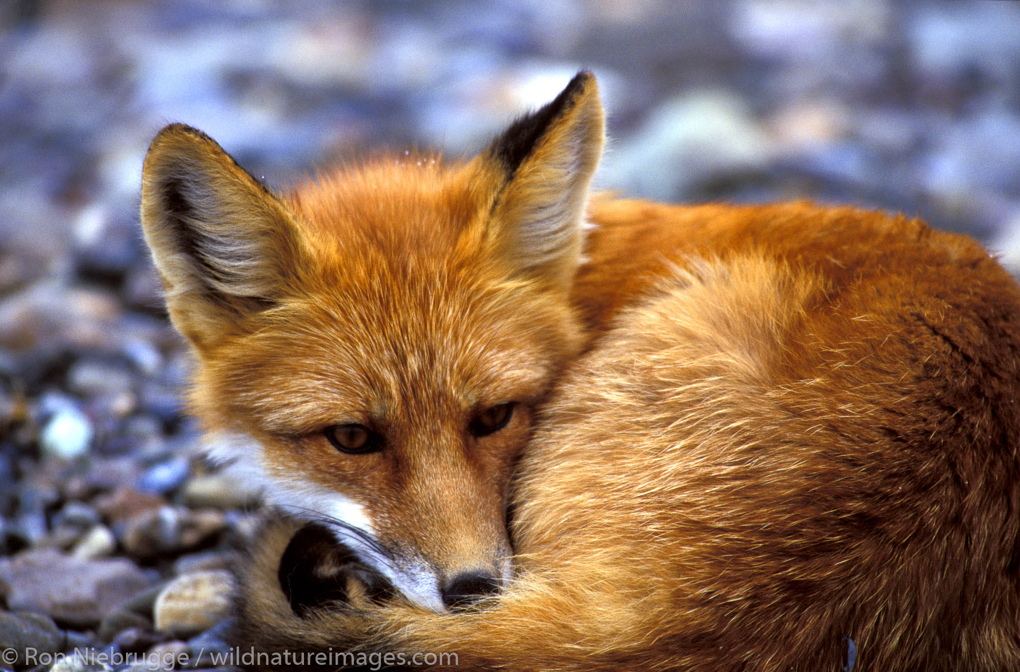 Red Fox (Vulpes vulpes).  Denali National Park, Alaska.